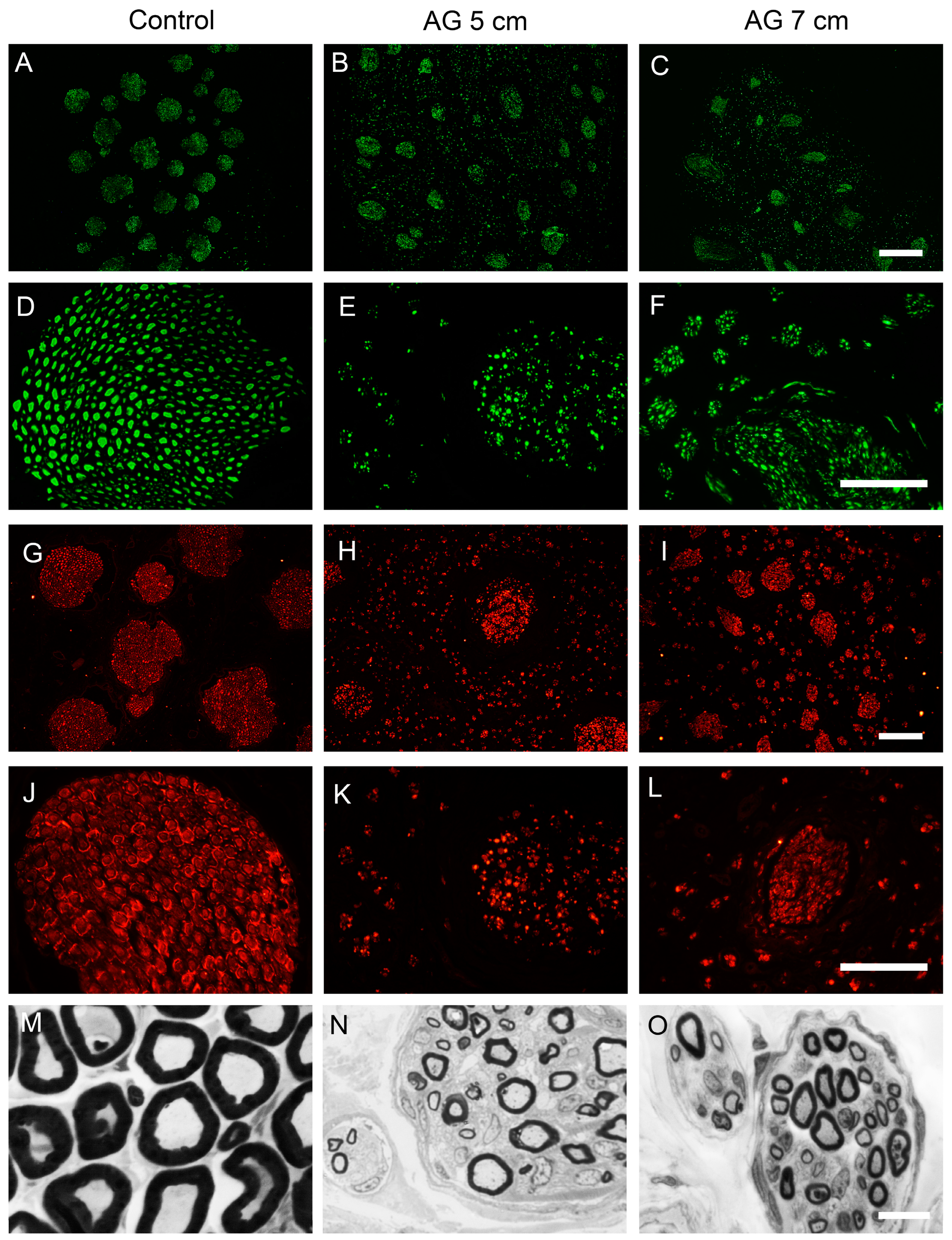 Ijms 24 01333 g005 Ijms 24 01333 g005