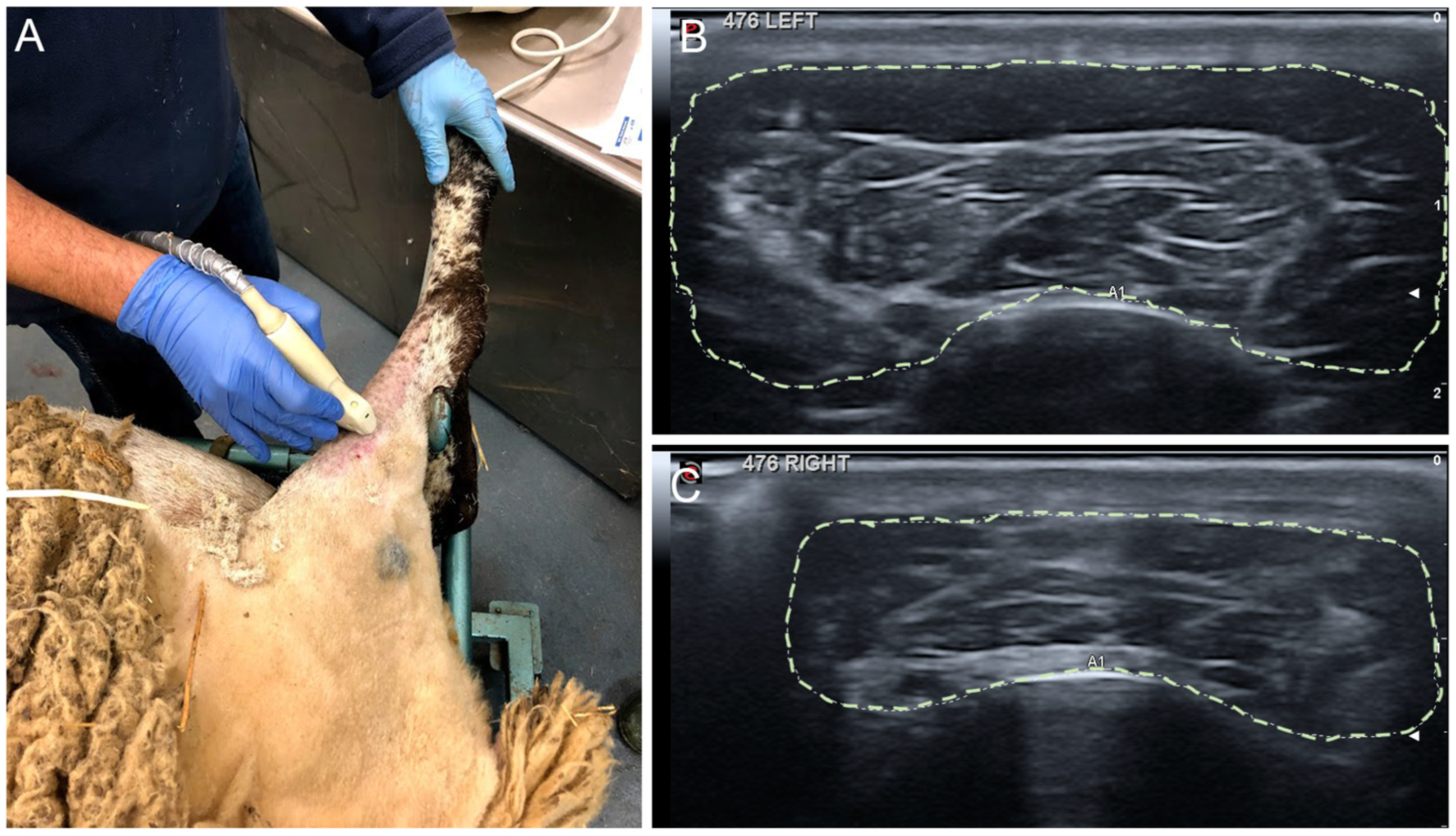 Ijms 24 01333 g011 Ijms 24 01333 g011