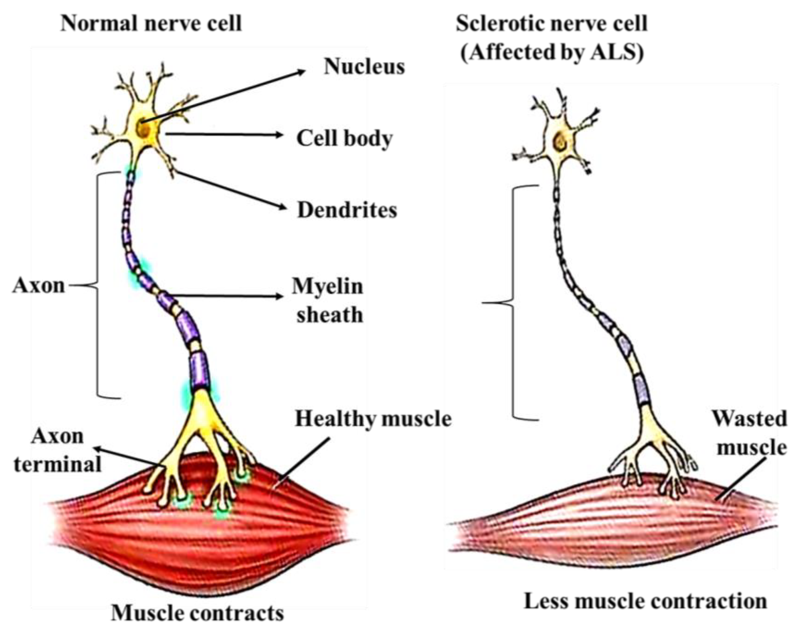 Ijms 24 01340 g005 Ijms 24 01340 g005