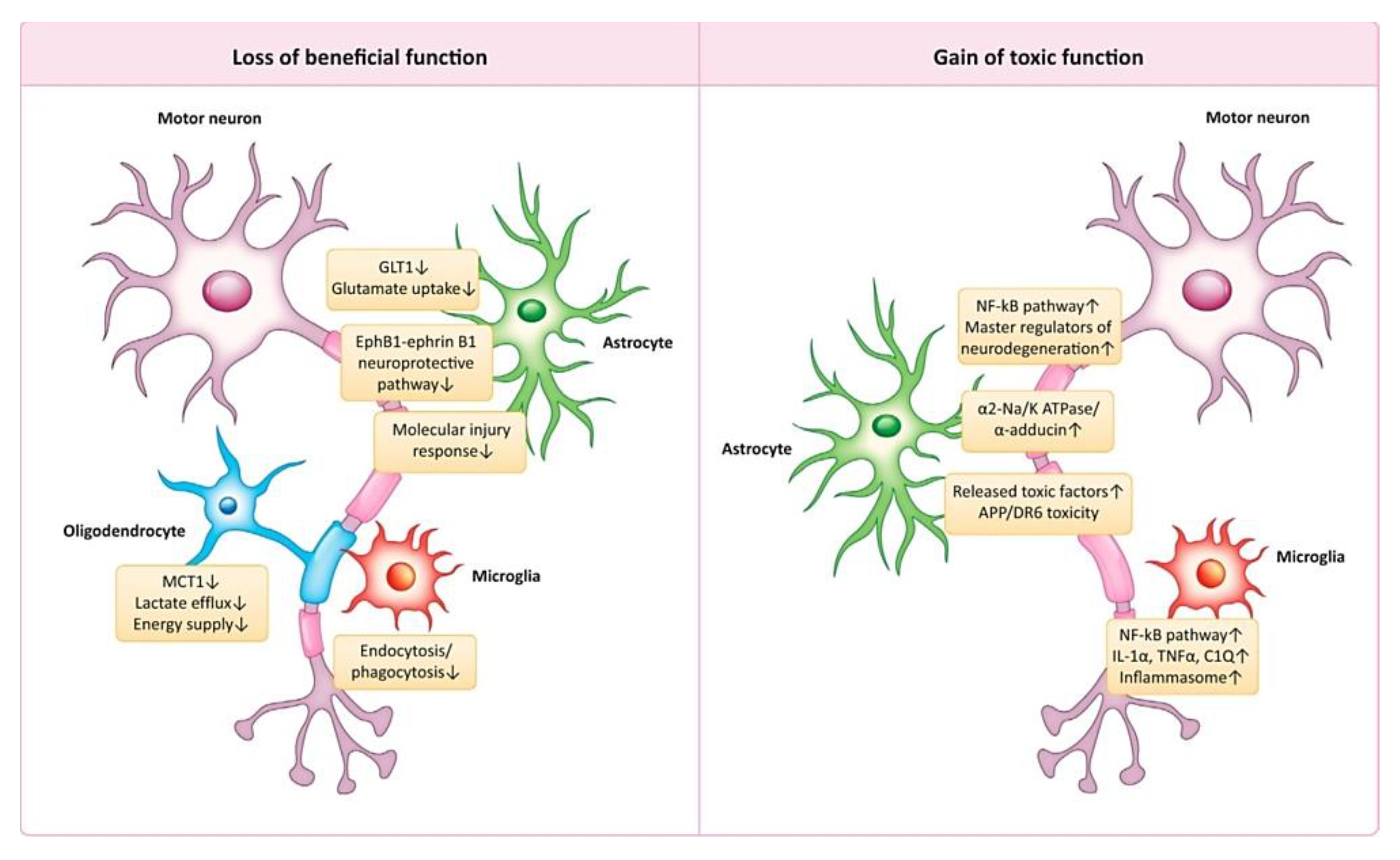 Ijms 24 01340 g006 Ijms 24 01340 g006