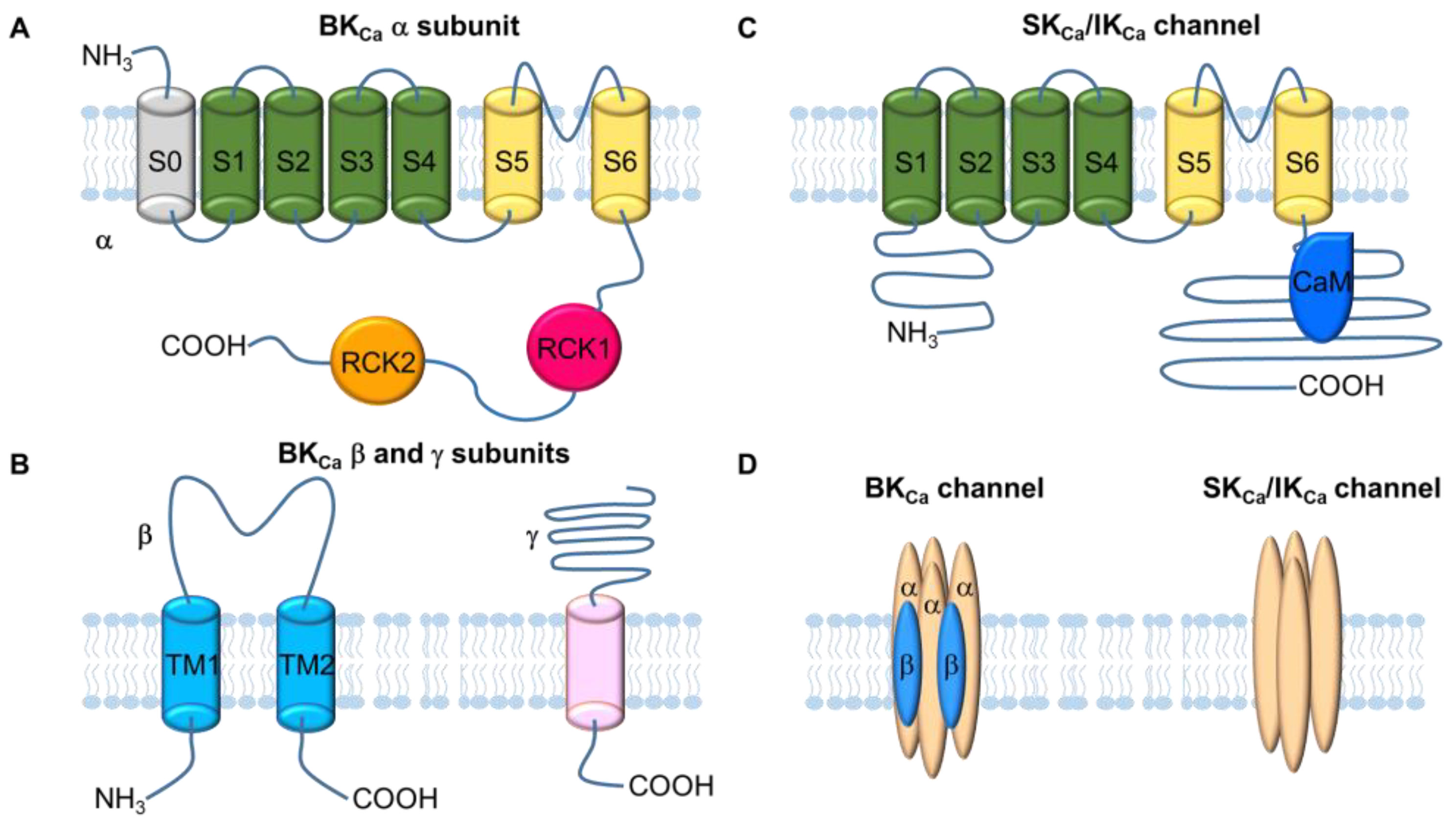 SK channels enhancing excitability are expressed at or near the