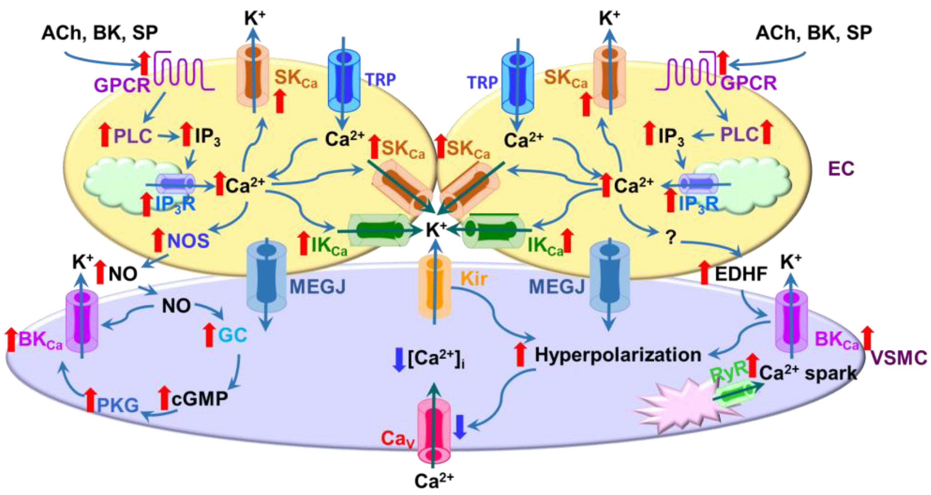 IJMS | Free Full-Text | Ca2+-Activated K+ Channels and the Regulation of  the Uteroplacental Circulation