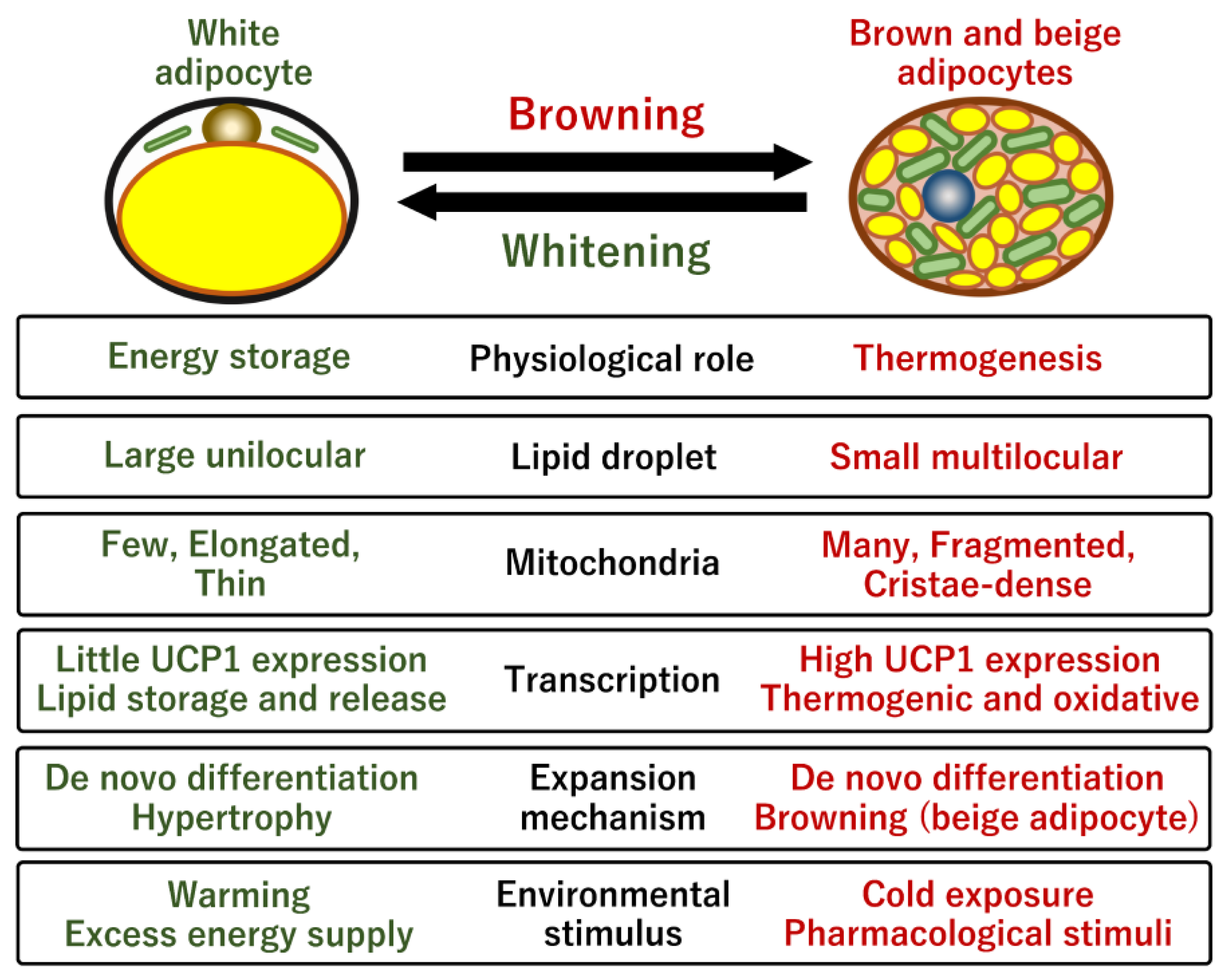 Perilipin 5 links mitochondrial uncoupled respiration in brown fat