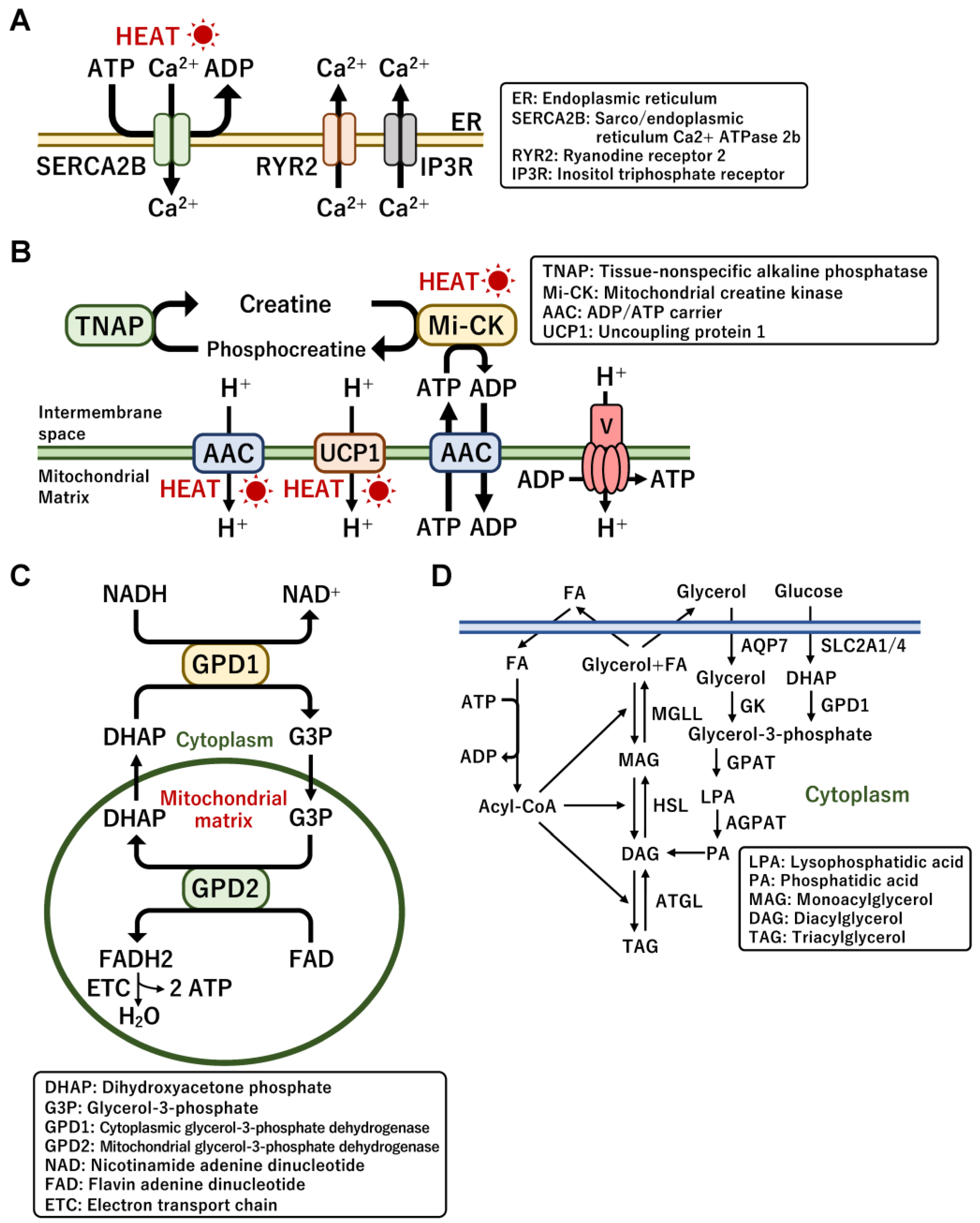 Perilipin 5 links mitochondrial uncoupled respiration in brown fat