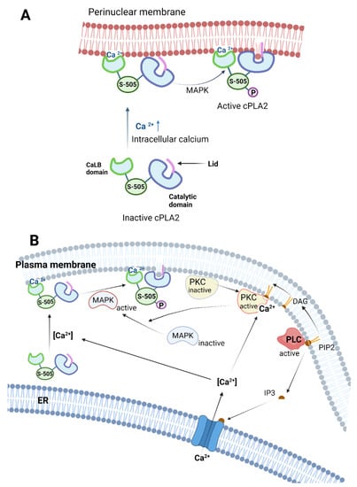 IJMS | Free Full-Text | The Phospholipase A2 Superfamily: Structure ...