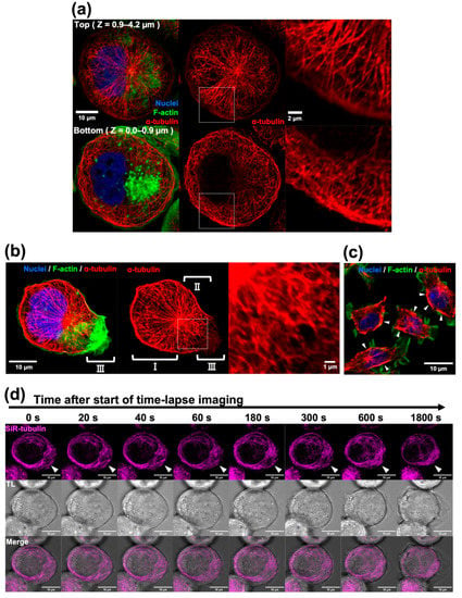 IJMS | Free Full-Text | Morphological Evidence for Novel Roles of