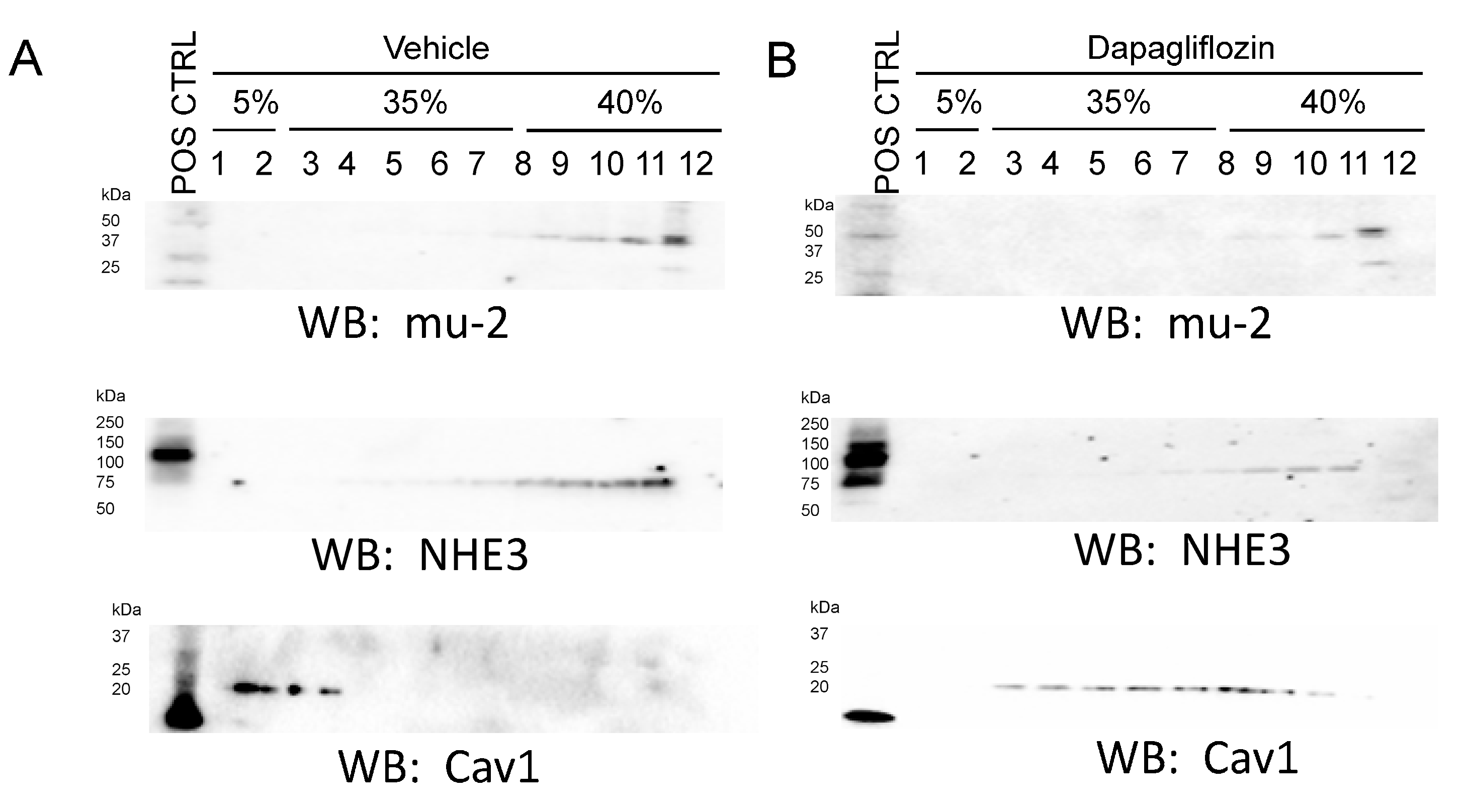 Ijms 24 01408 g005 Ijms 24 01408 g005