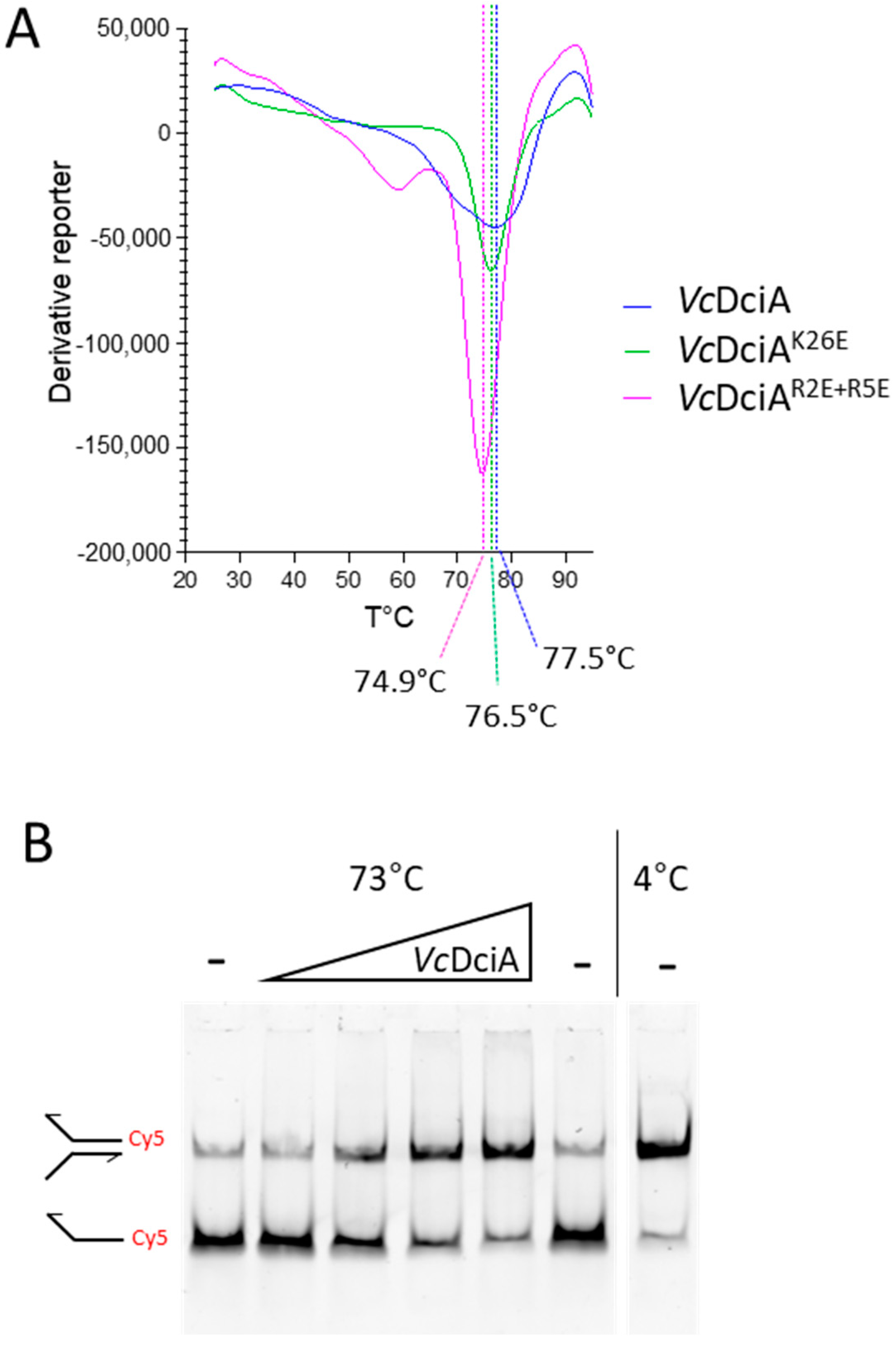 Ijms 24 01427 g003 Ijms 24 01427 g003