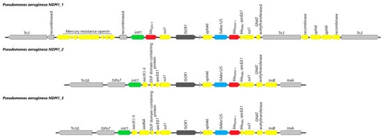 IJMS | Free Full-Text | Dissemination of Metallo-β-Lactamase-Producing ...