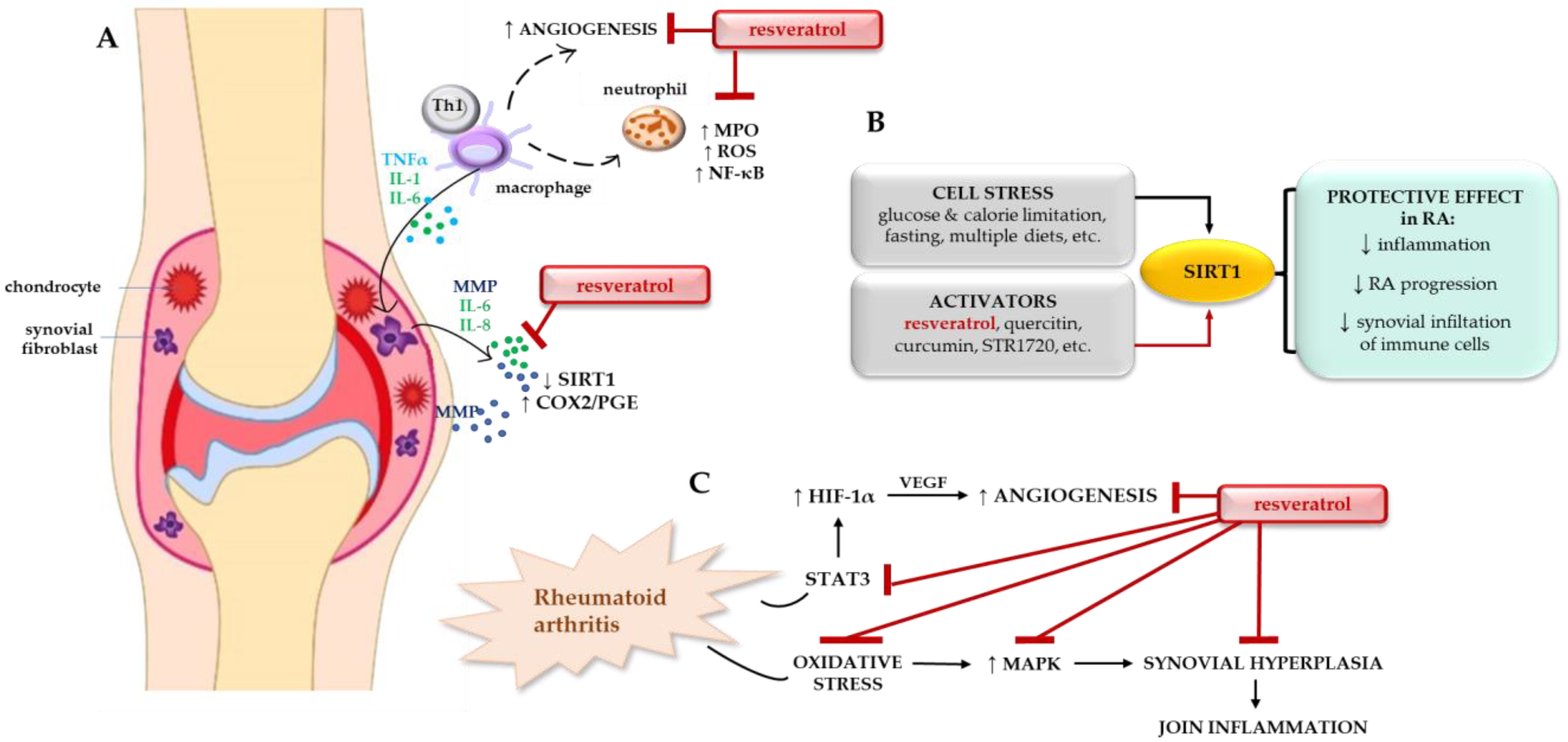 Ijms Free Full Text Role Of Sirtuins In The Pathogenesis Of Rheumatoid Arthritis 