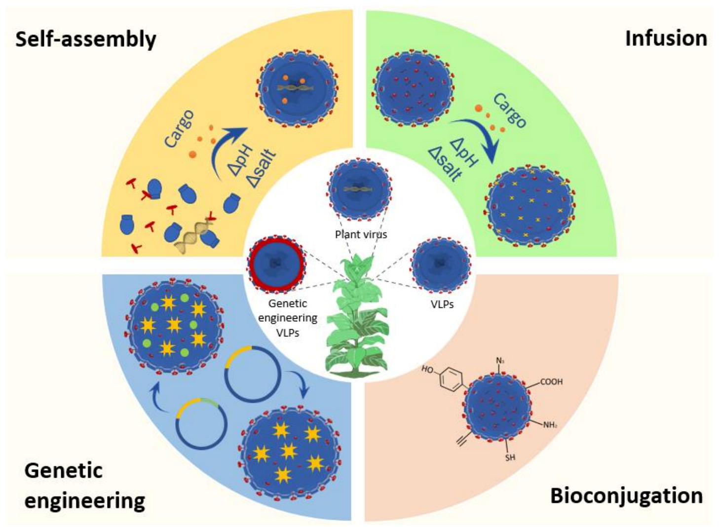 IJMS | Free Full-Text | The Plant Viruses and Molecular Farming
