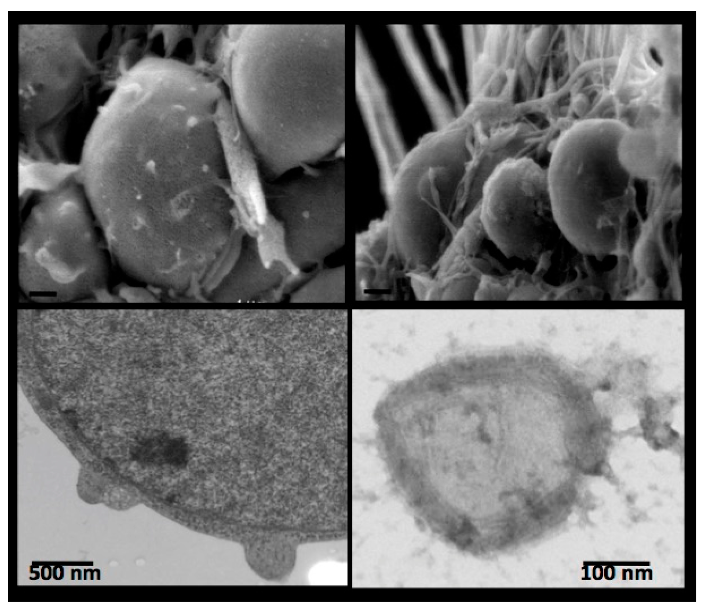 Ijms 24 01571 g004 Ijms 24 01571 g004