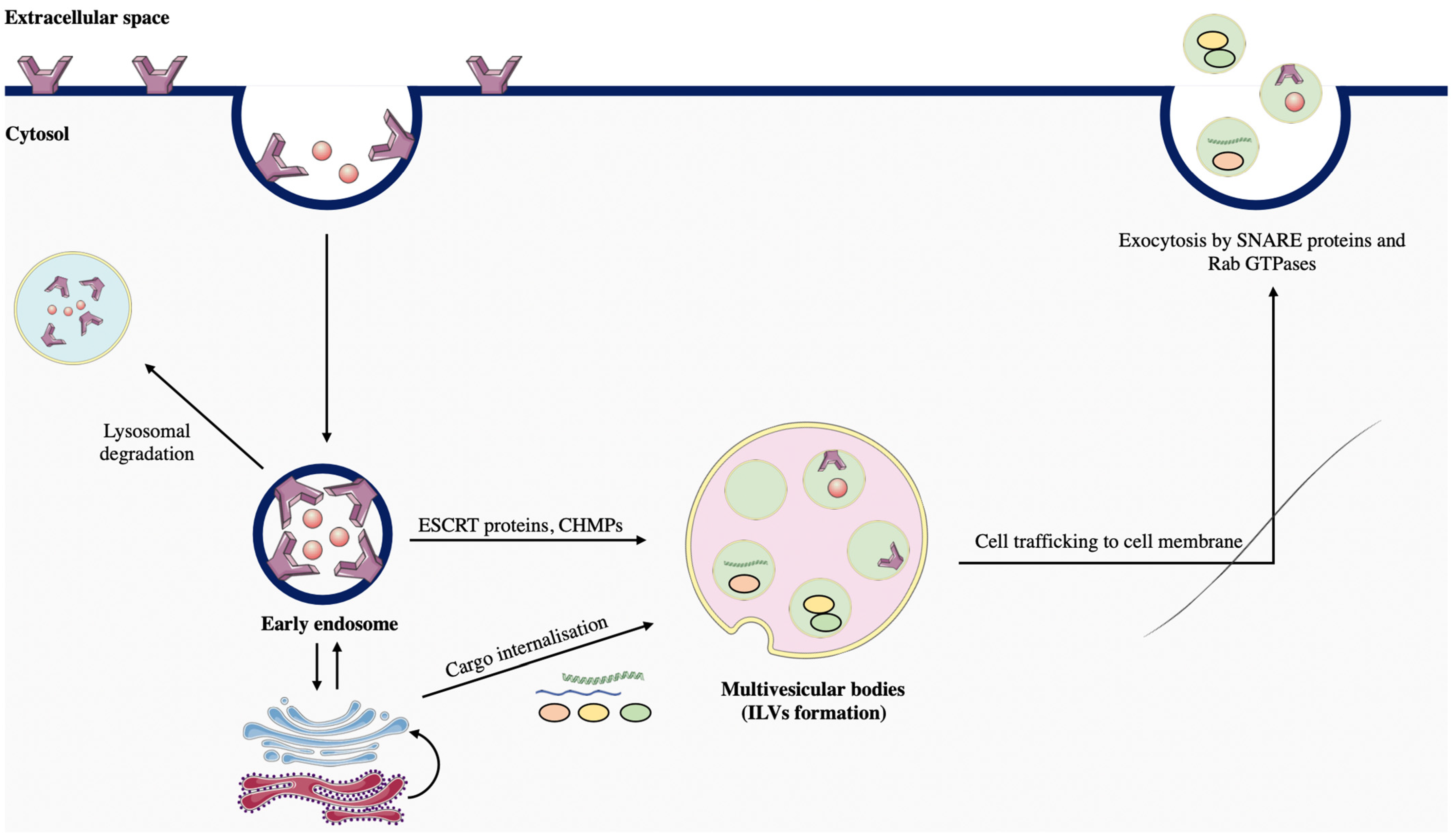 Ijms 24 01580 g004 Ijms 24 01580 g004
