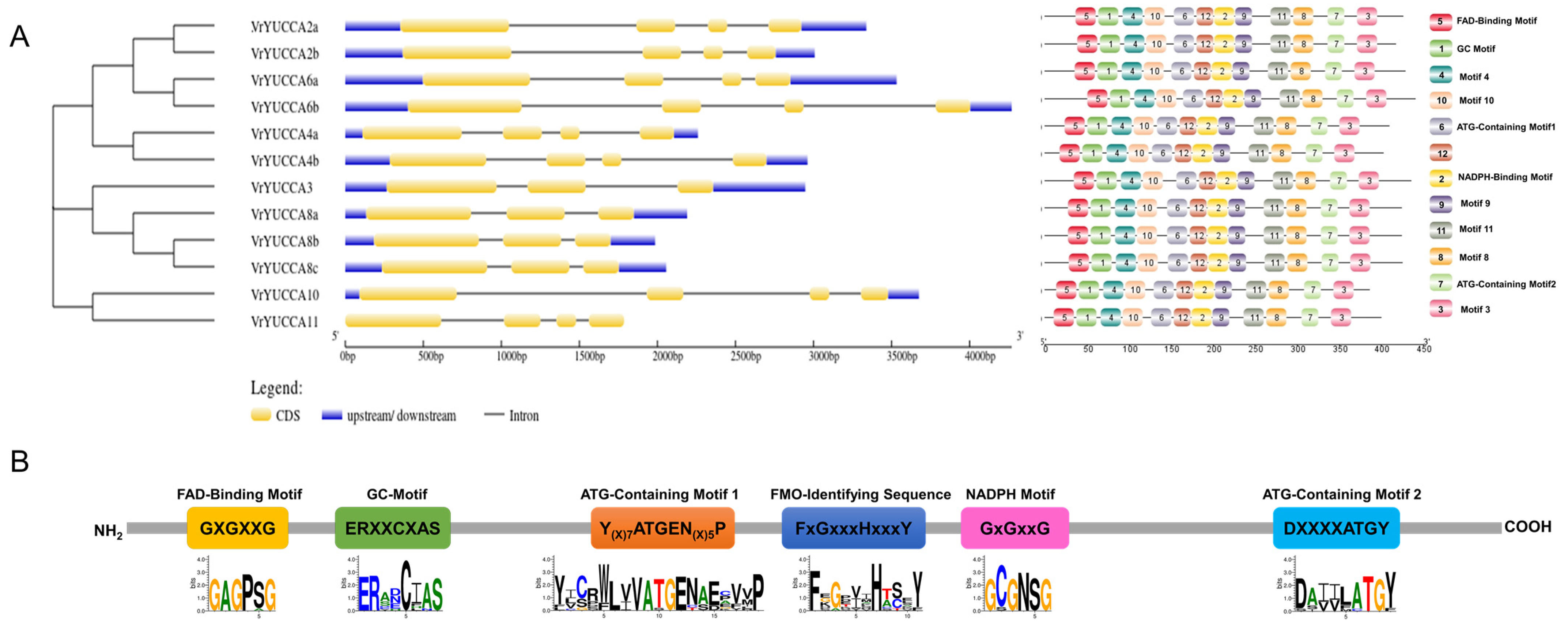 Ijms 24 01603 g001 Ijms 24 01603 g001