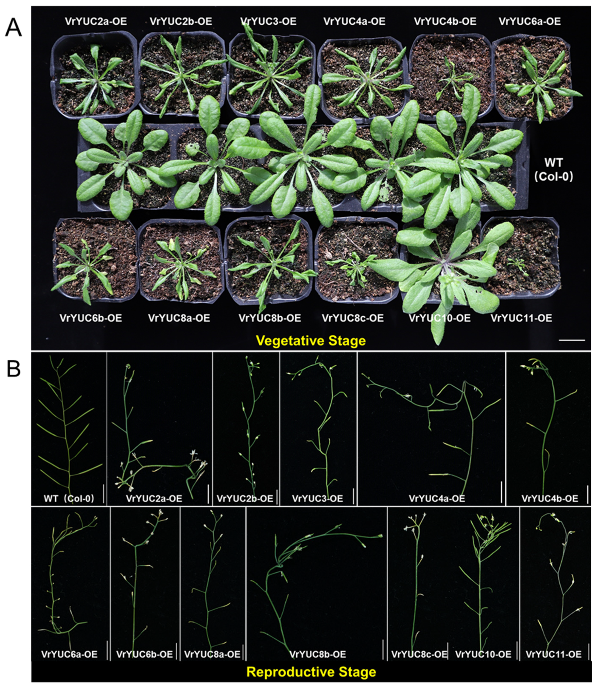 Ijms 24 01603 g005 Ijms 24 01603 g005