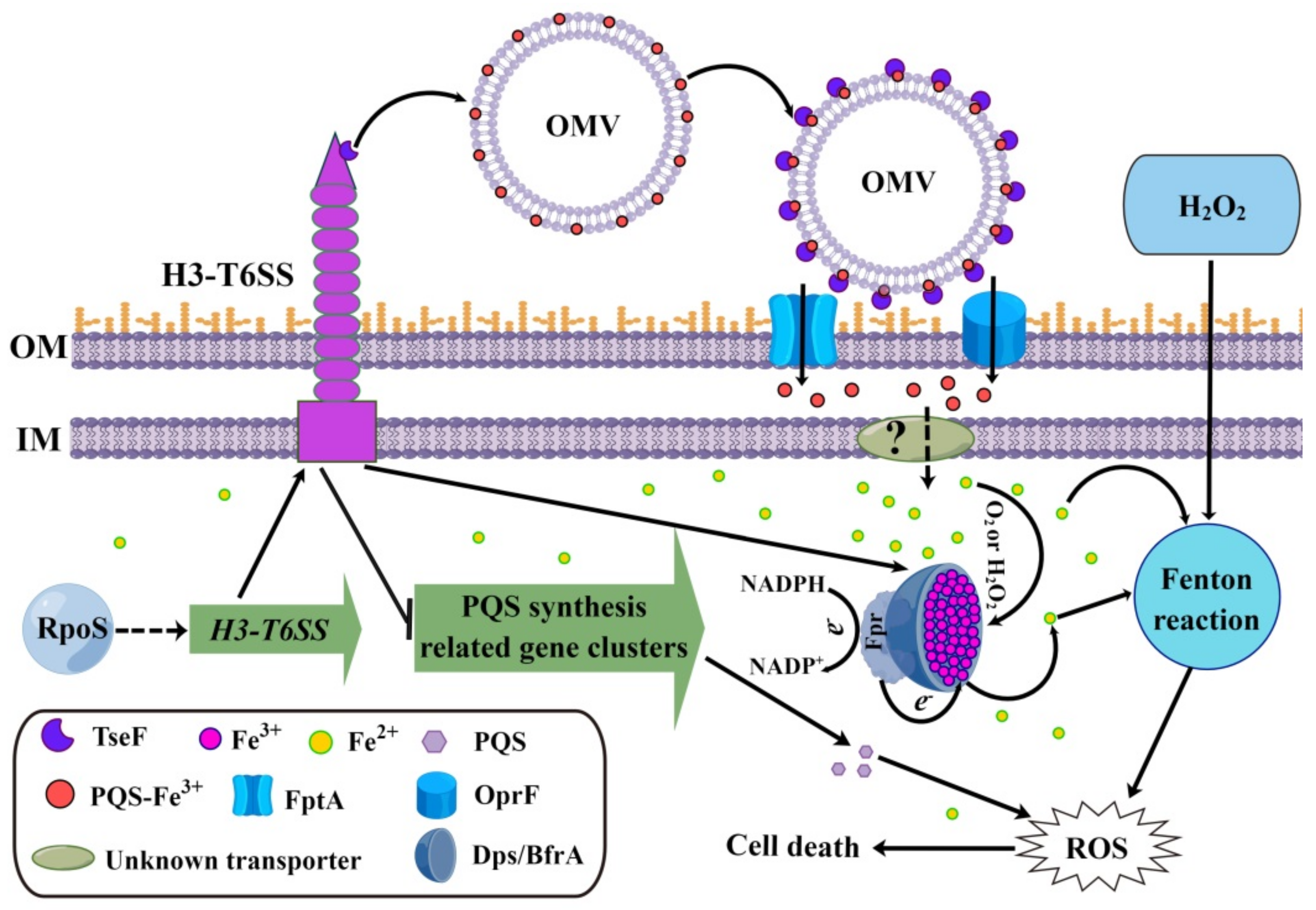 Ijms 24 01614 g005 Ijms 24 01614 g005