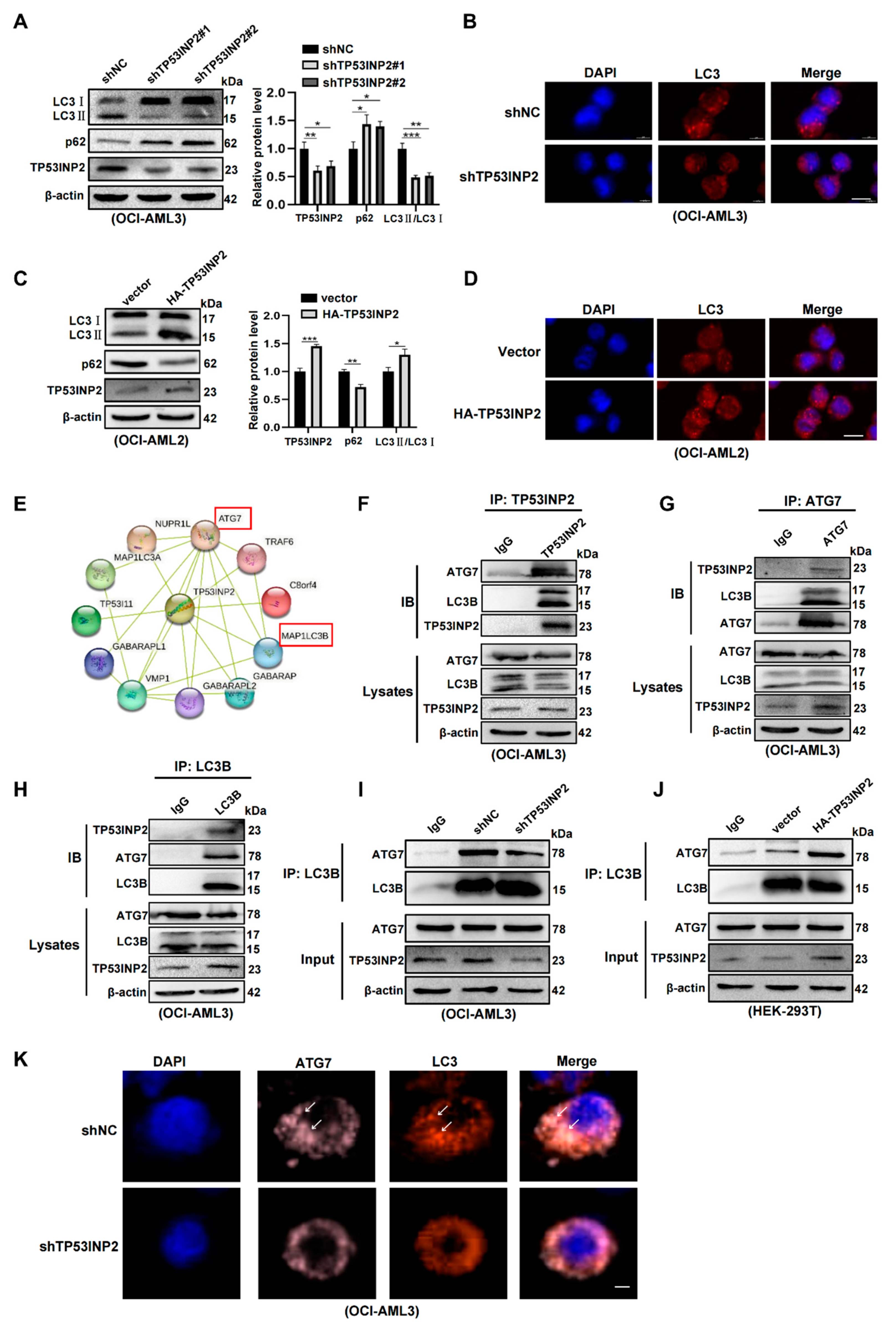 Ijms 24 01624 g005 Ijms 24 01624 g005