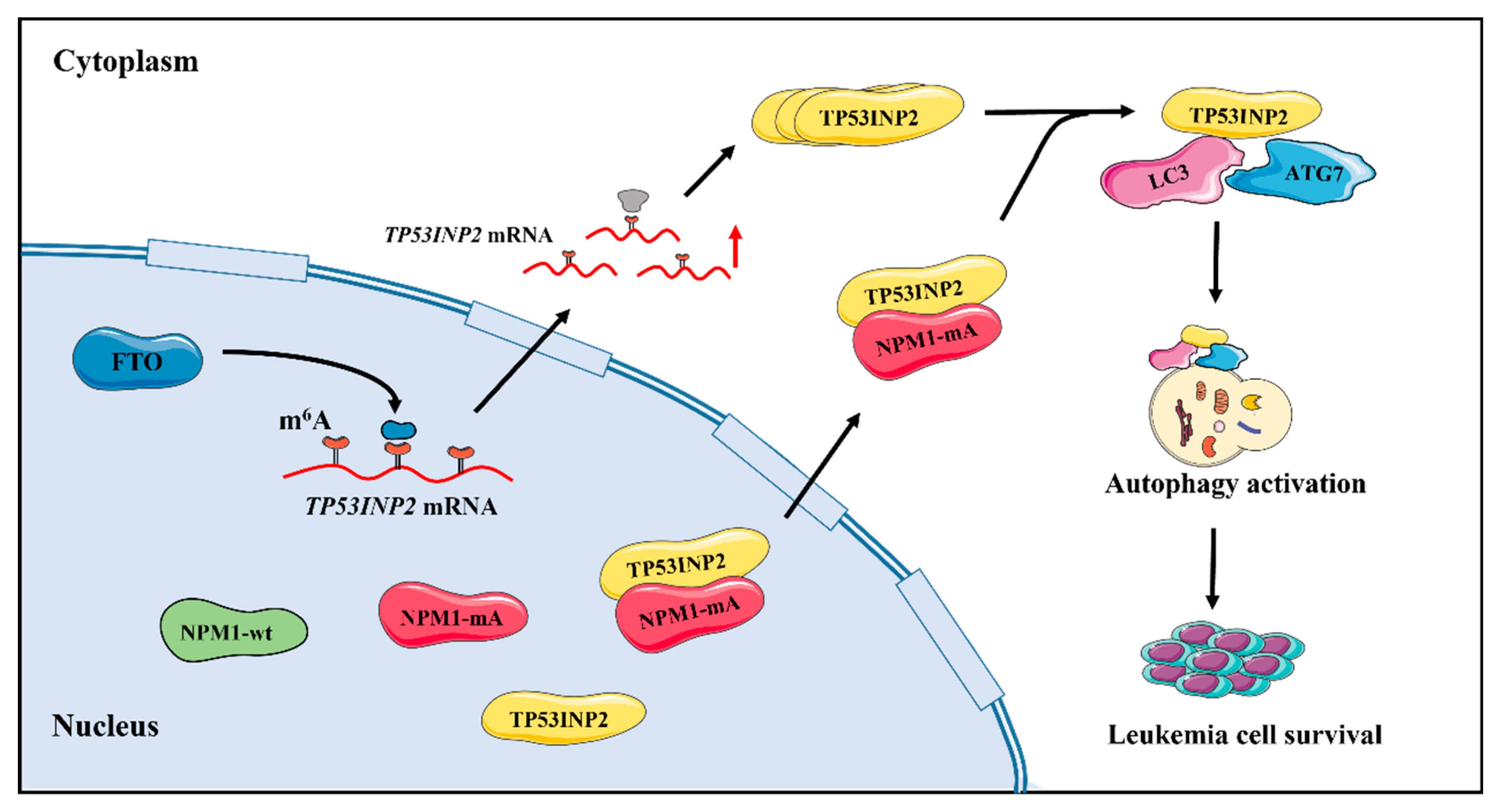 Ijms 24 01624 g007 Ijms 24 01624 g007