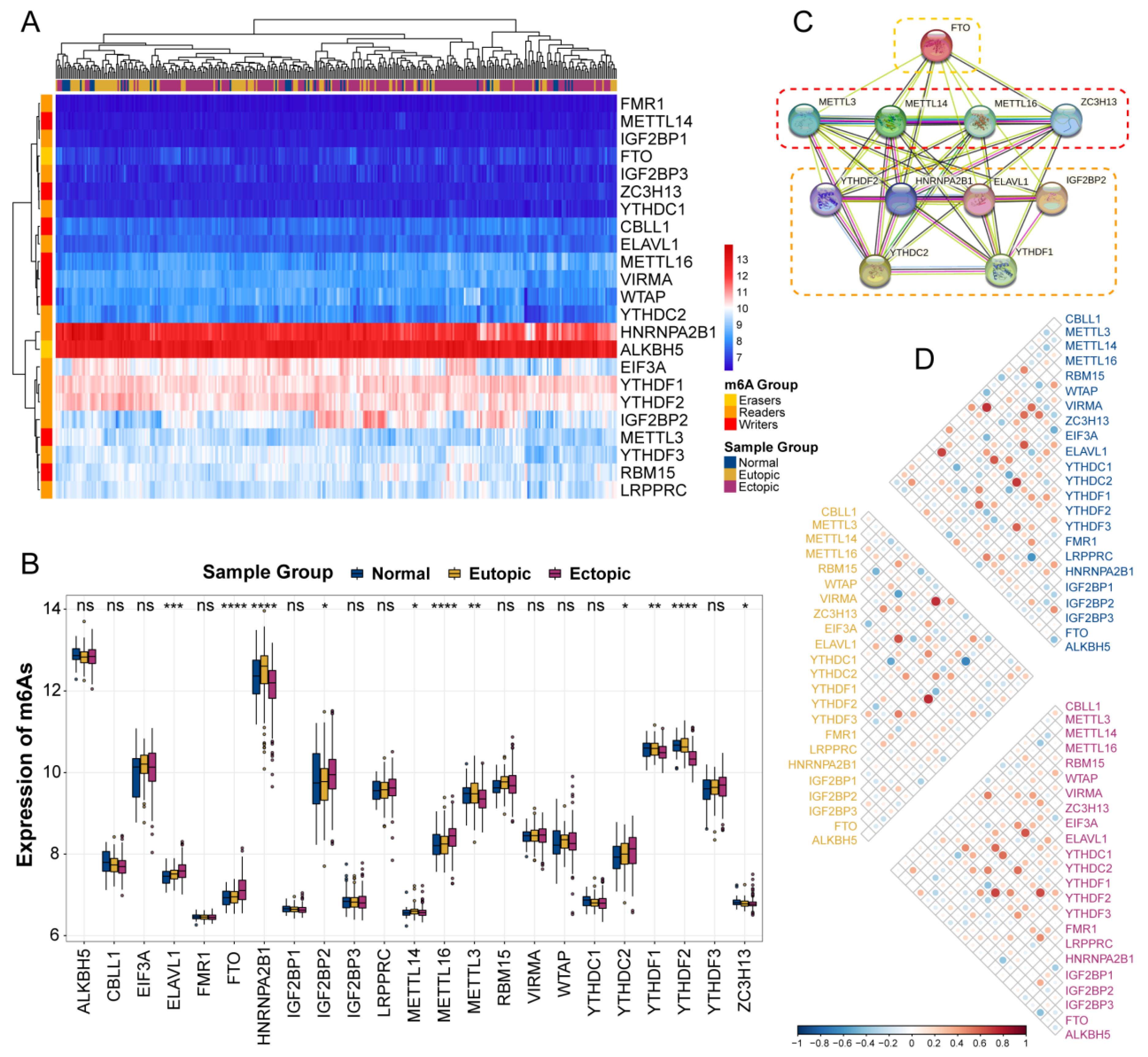 IJMS | Free Full-Text | Cross-Talk Between N6-Methyladenosine And Their ...