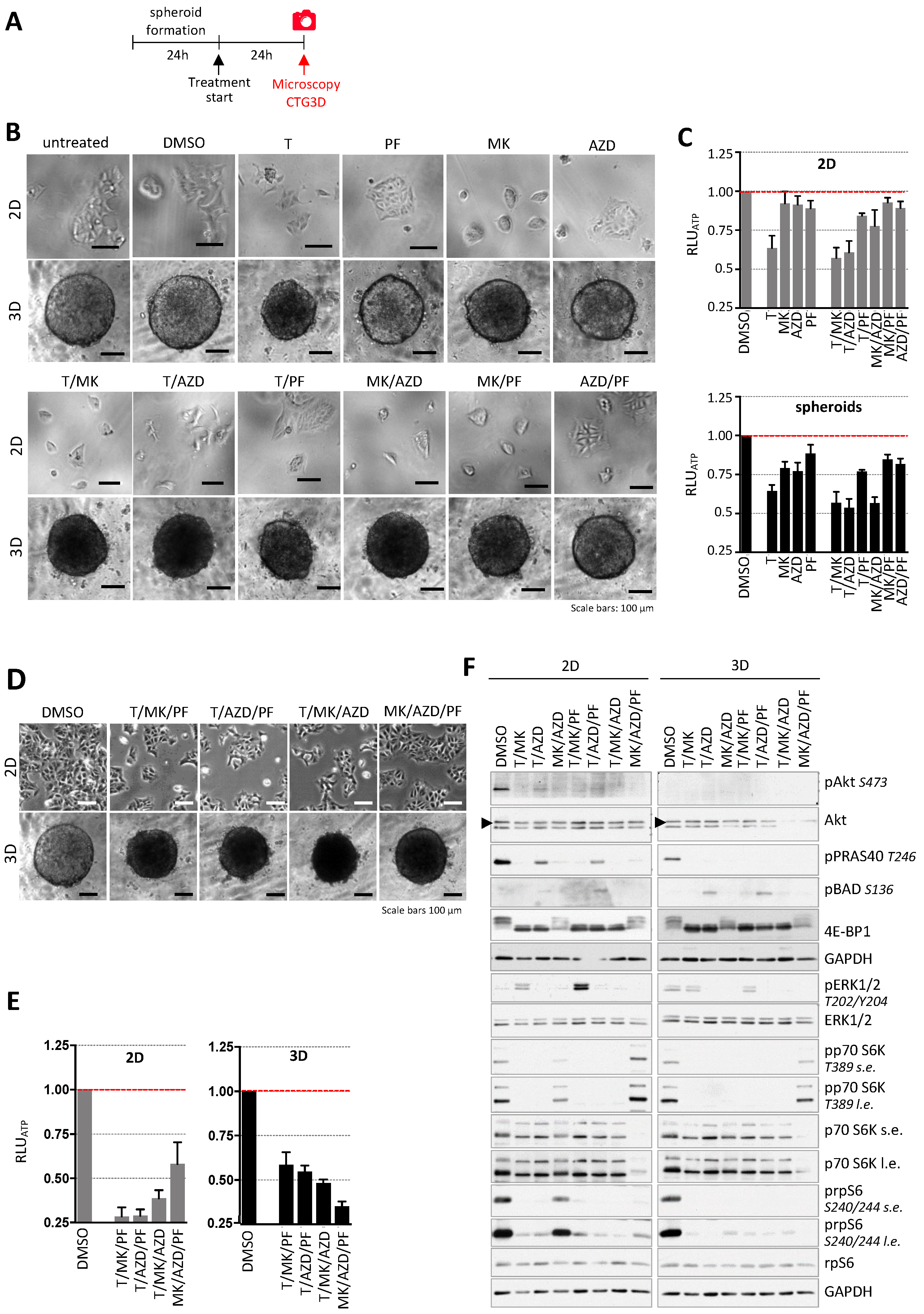 IJMS | Free Full-Text | Selective Eradication of Colon Cancer Cells  Harboring PI3K and/or MAPK Pathway Mutations in 3D Culture by Combined  PI3K/AKT/mTOR Pathway and MEK Inhibition