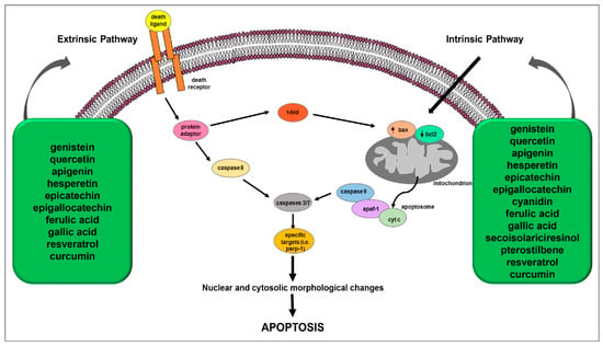 IJMS | Free Full-Text | The Involvement of Natural Polyphenols in 