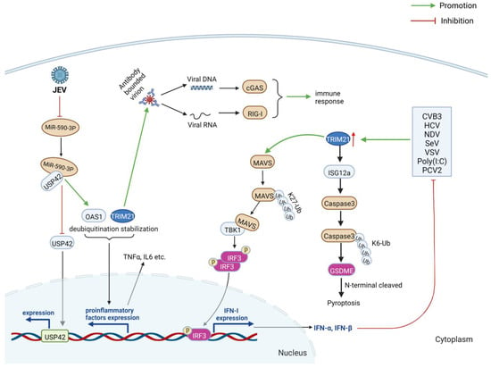 IJMS | Free Full-Text | Multiple Roles of TRIM21 in Virus Infection