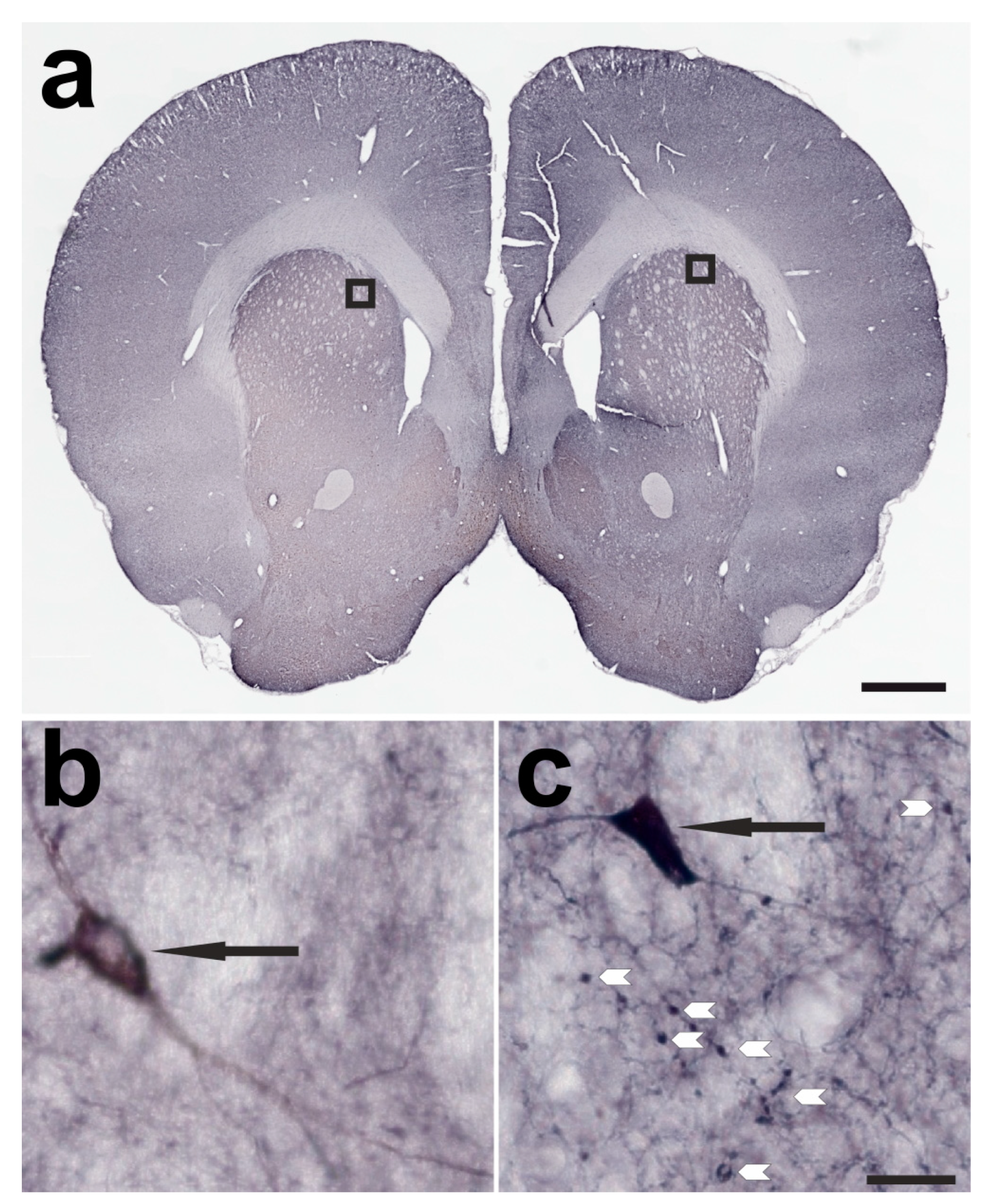 Ijms 24 01685 g002 Ijms 24 01685 g002