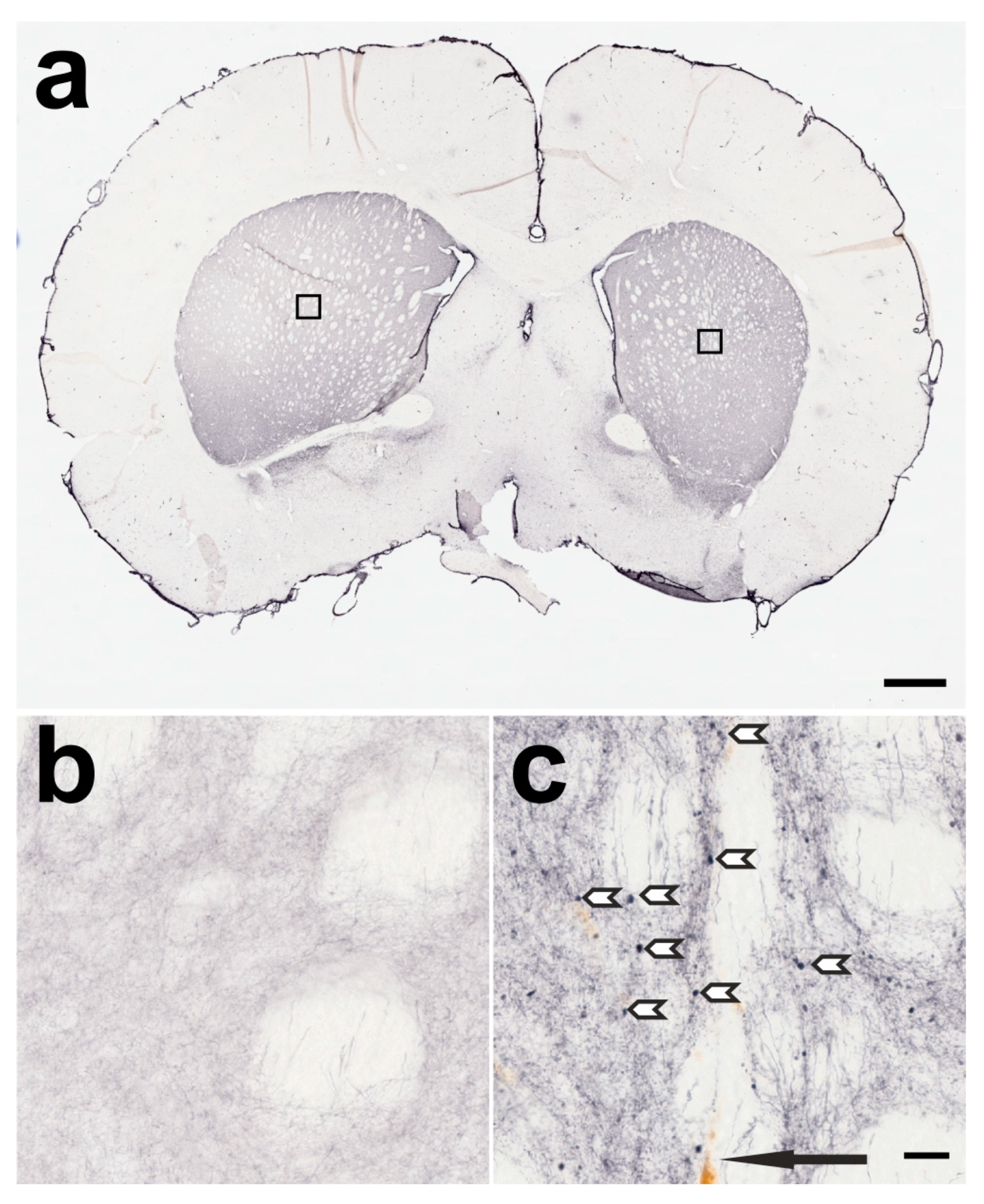 Ijms 24 01685 g003 Ijms 24 01685 g003