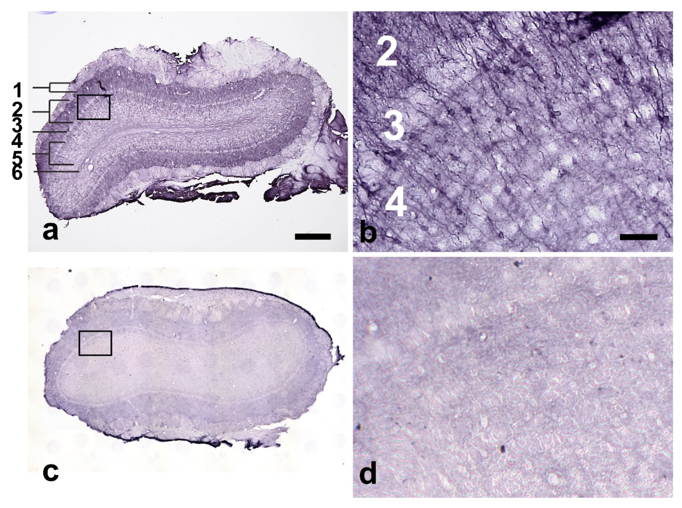 Ijms 24 01685 g004 Ijms 24 01685 g004