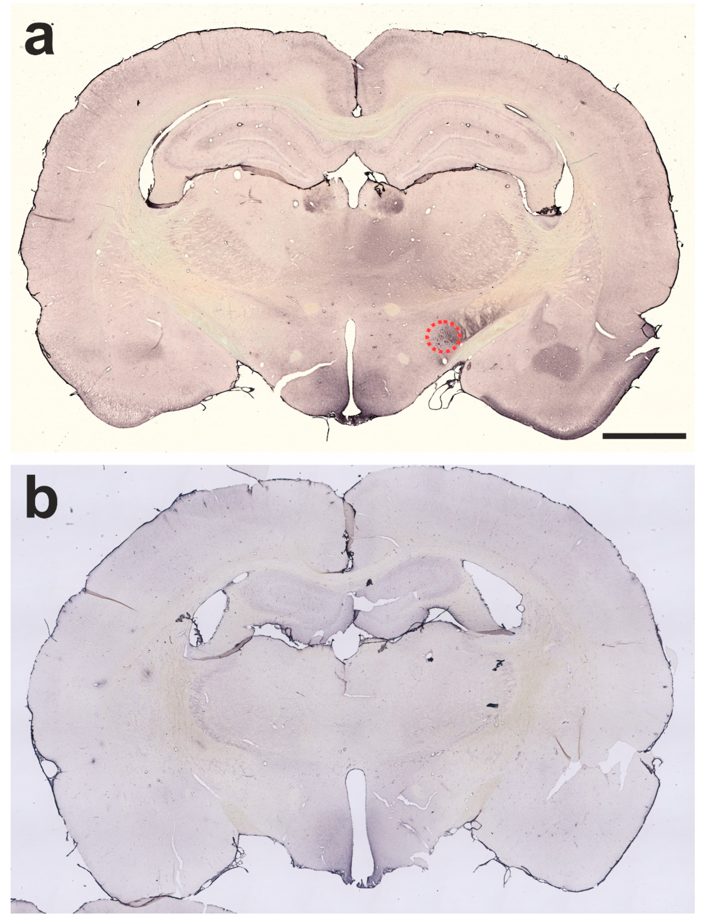 Ijms 24 01685 g013 Ijms 24 01685 g013