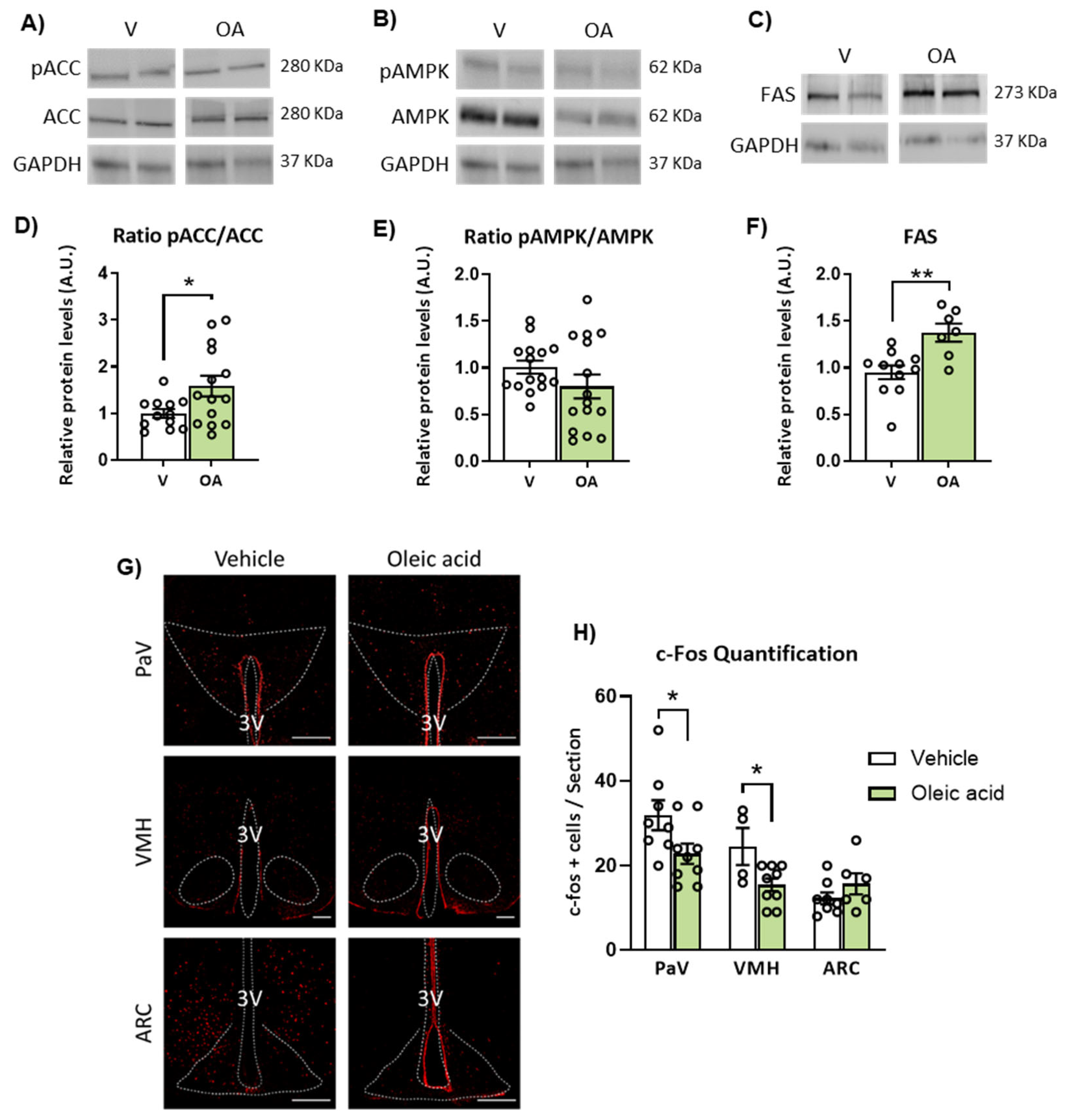 Ijms 24 01697 g007 Ijms 24 01697 g007