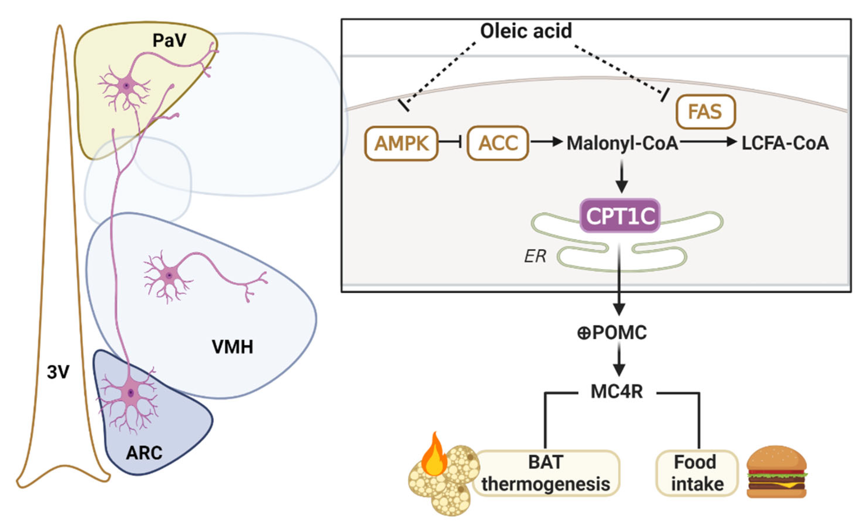 Ijms 24 01697 g008 Ijms 24 01697 g008
