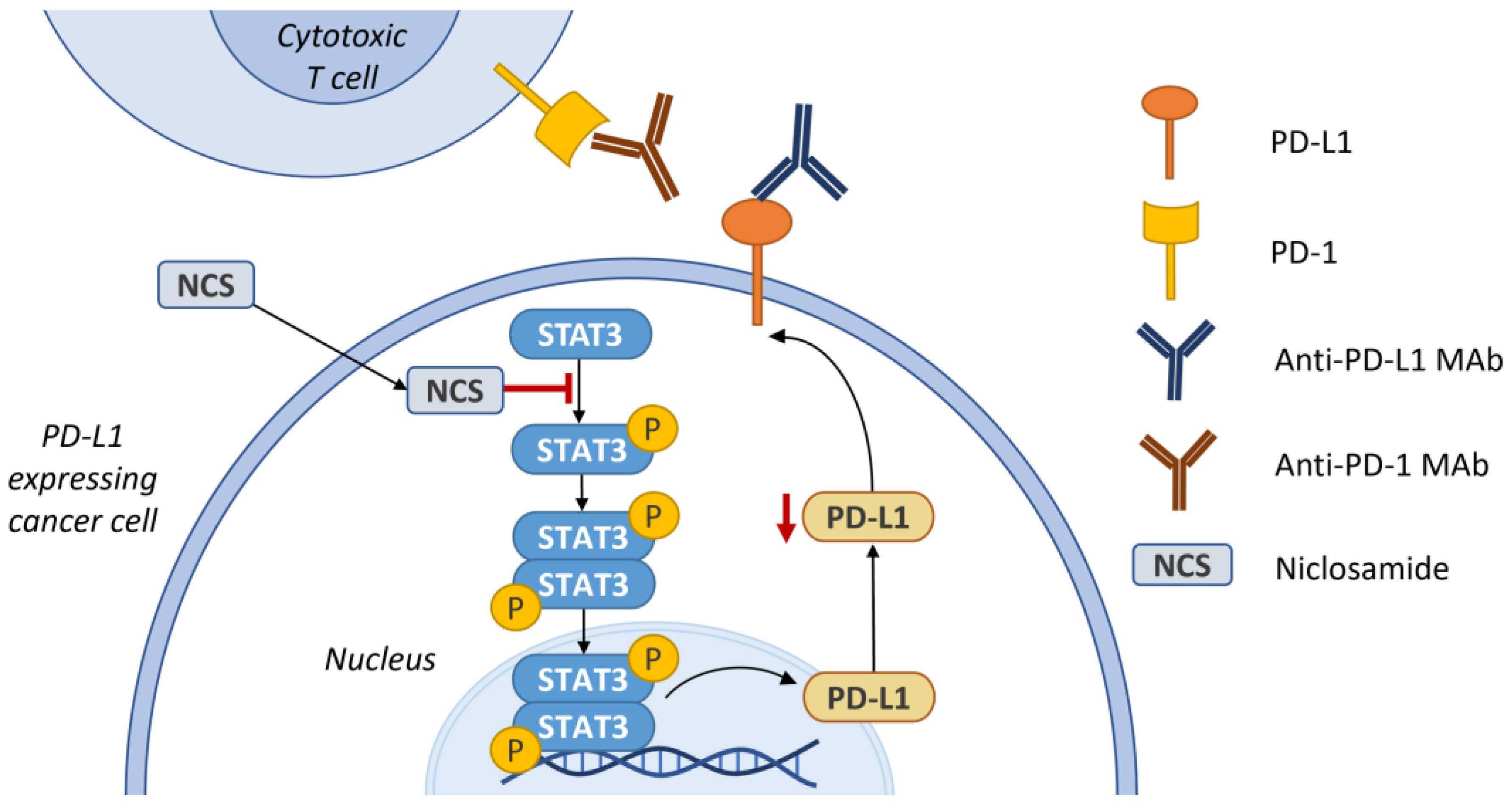 Ijms 24 01728 g007 Ijms 24 01728 g007