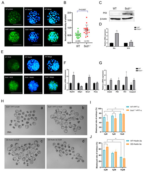 IJMS | Free Full-Text | Scd1 Deficiency in Early Embryos Affects ...