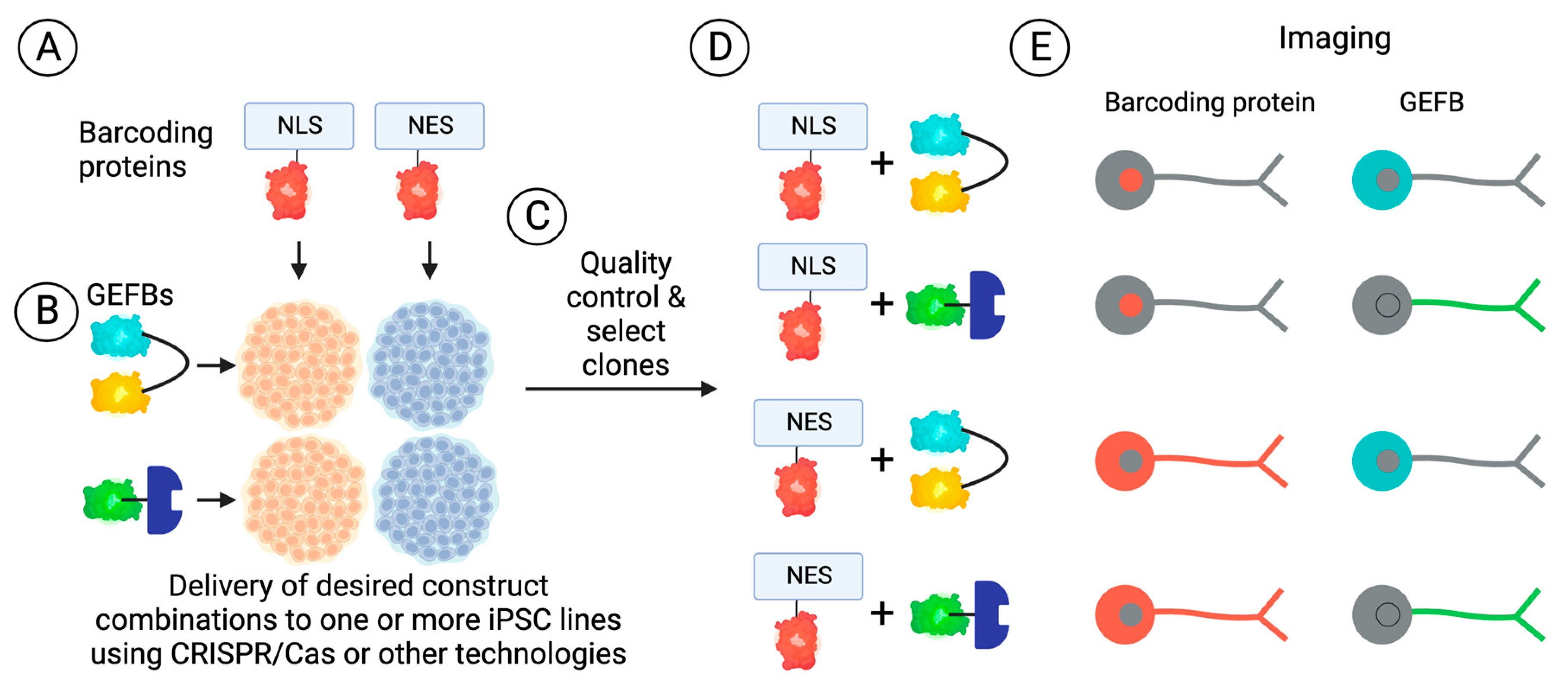 IJMS | Free Full-Text | Seeing Neurodegeneration In A New Light Using ...