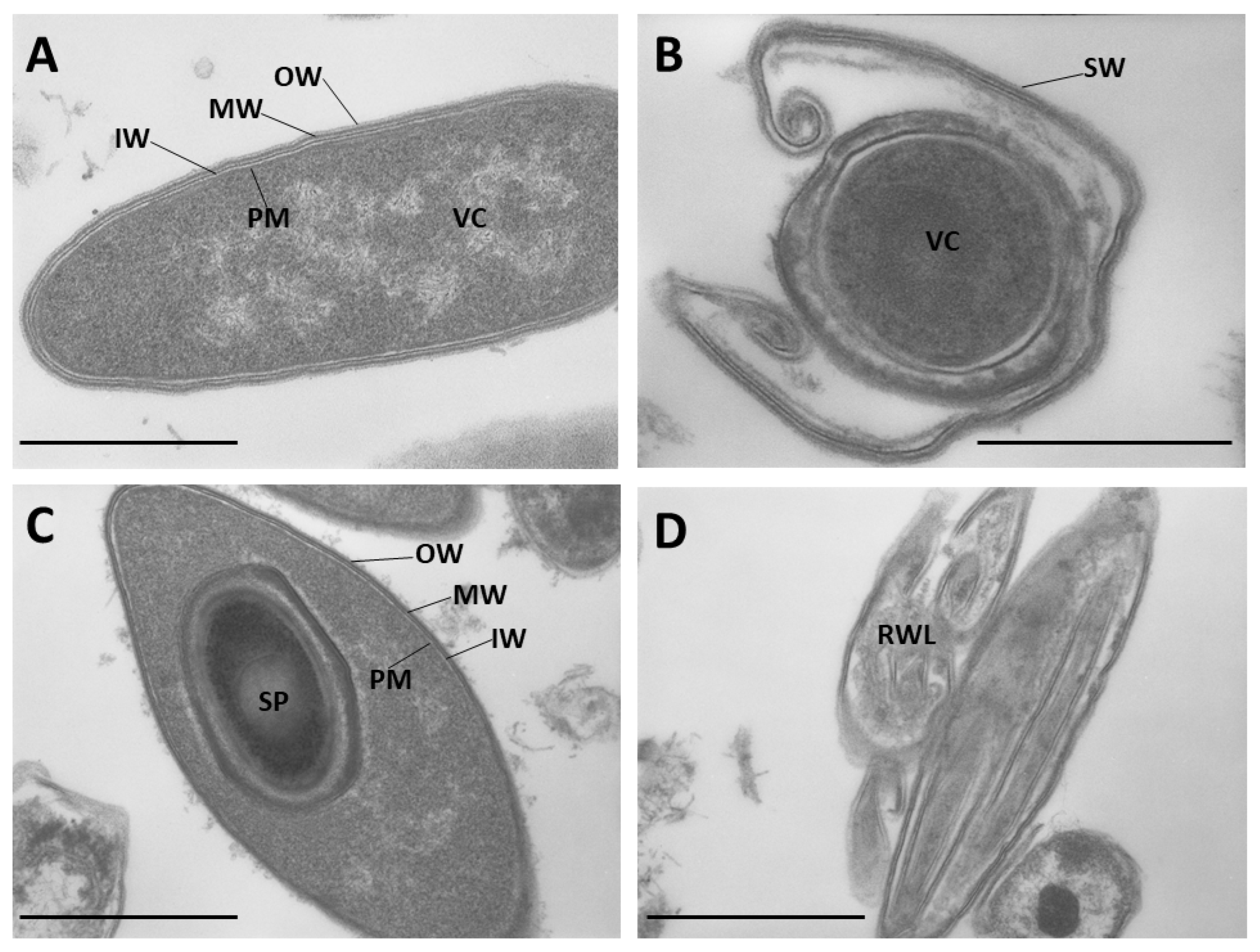Ijms 24 01781 g001 Ijms 24 01781 g001