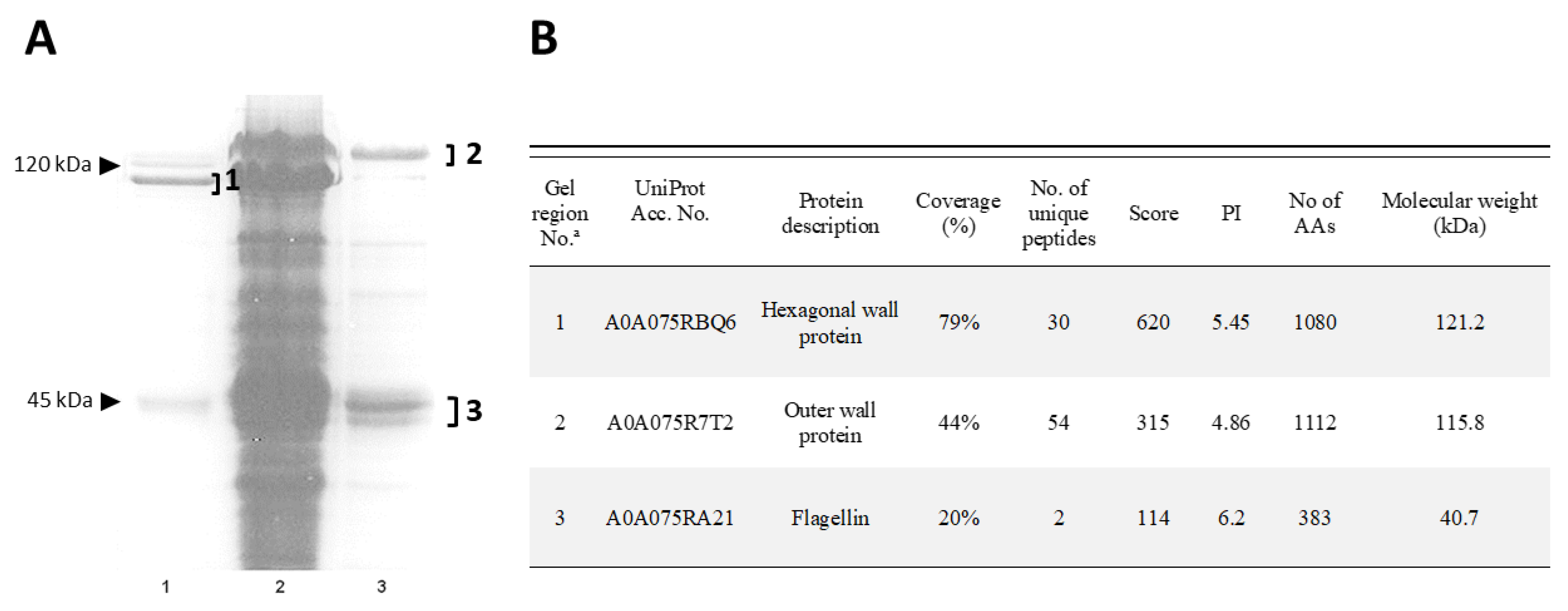 Ijms 24 01781 g002 Ijms 24 01781 g002