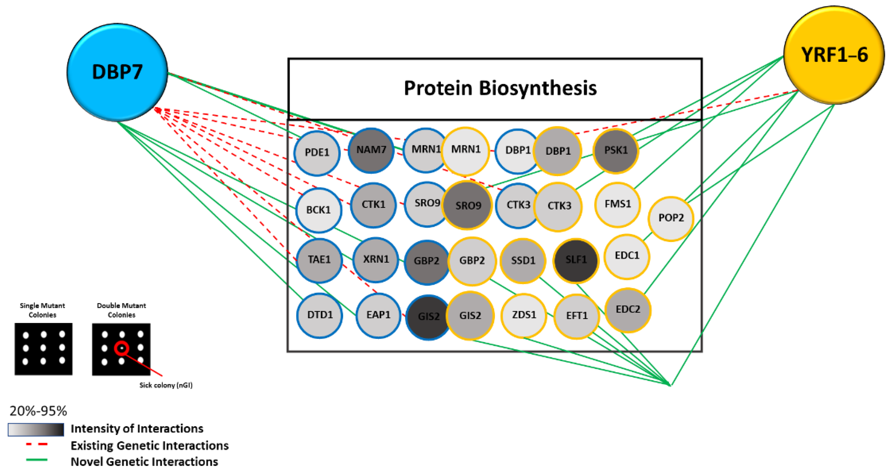 Ijms 24 01785 g007 Ijms 24 01785 g007