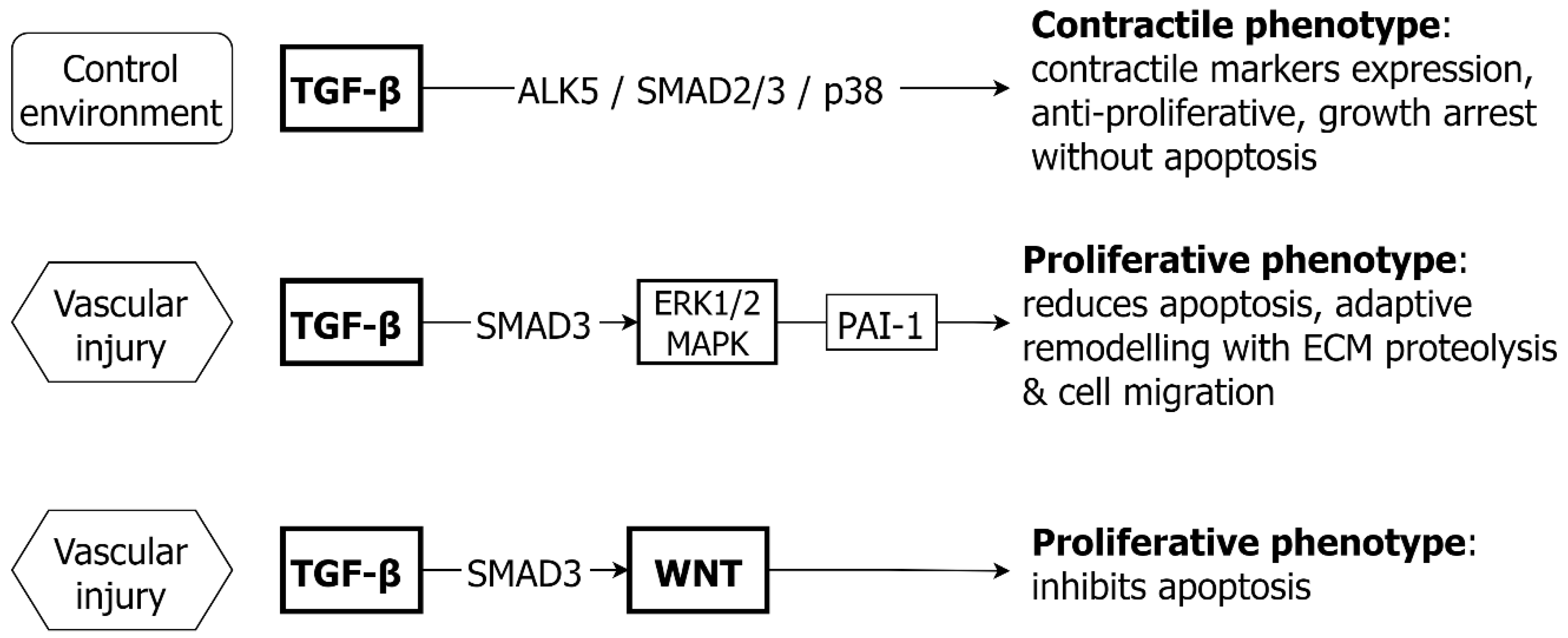 Molecular Mechanisms in Genetic Aortopathy–Signaling Pathways and Potential  Interventions