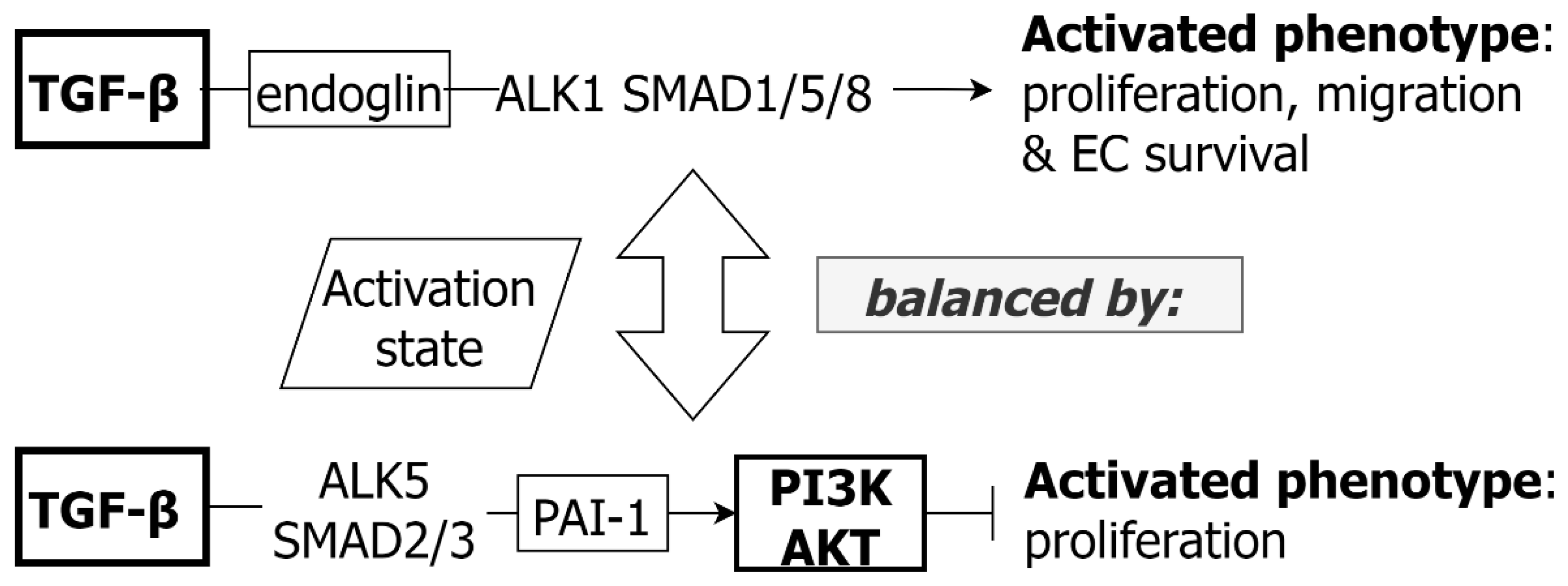 Molecular Mechanisms in Genetic Aortopathy–Signaling Pathways and Potential  Interventions