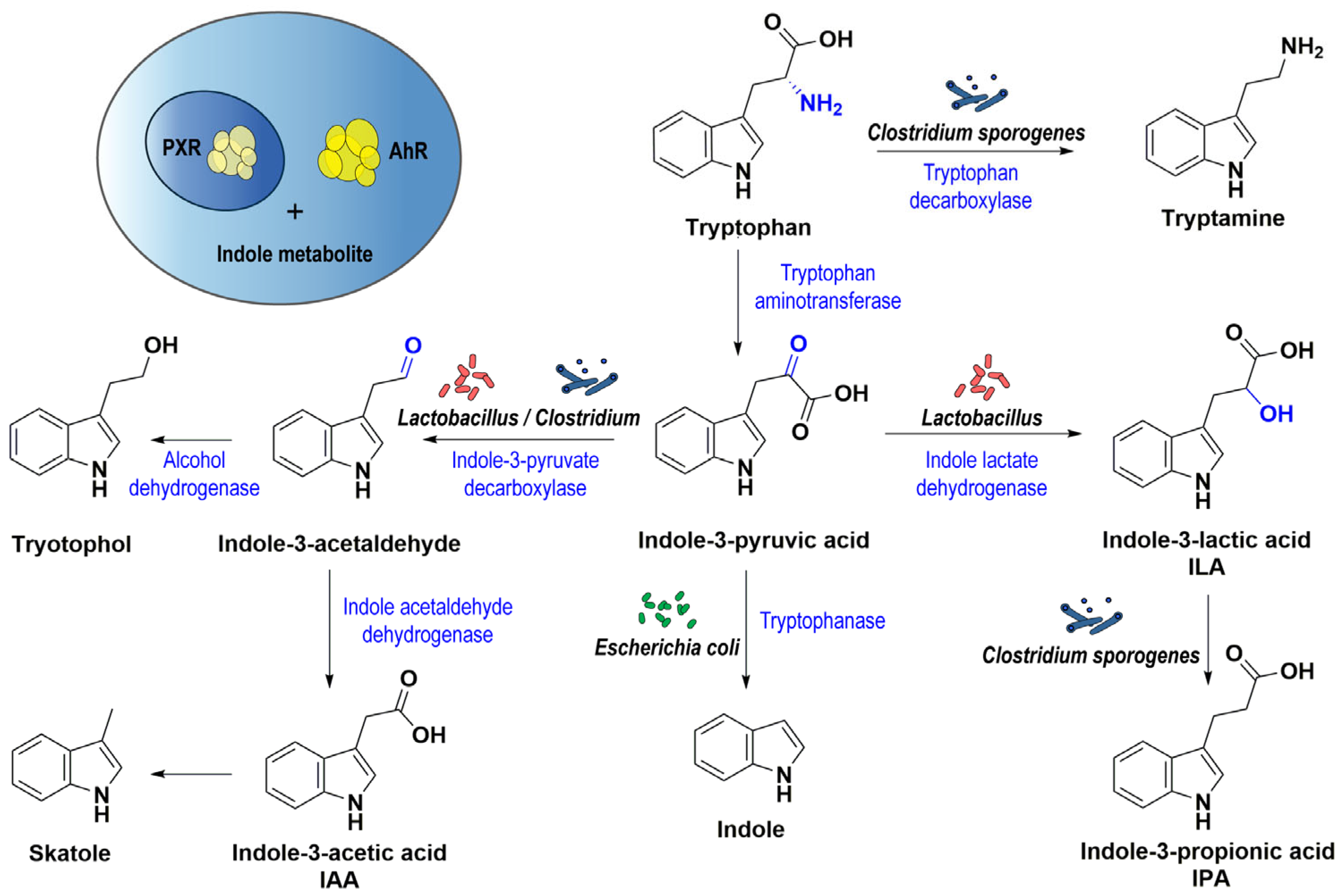 Ijms 24 01806 g001 Ijms 24 01806 g001