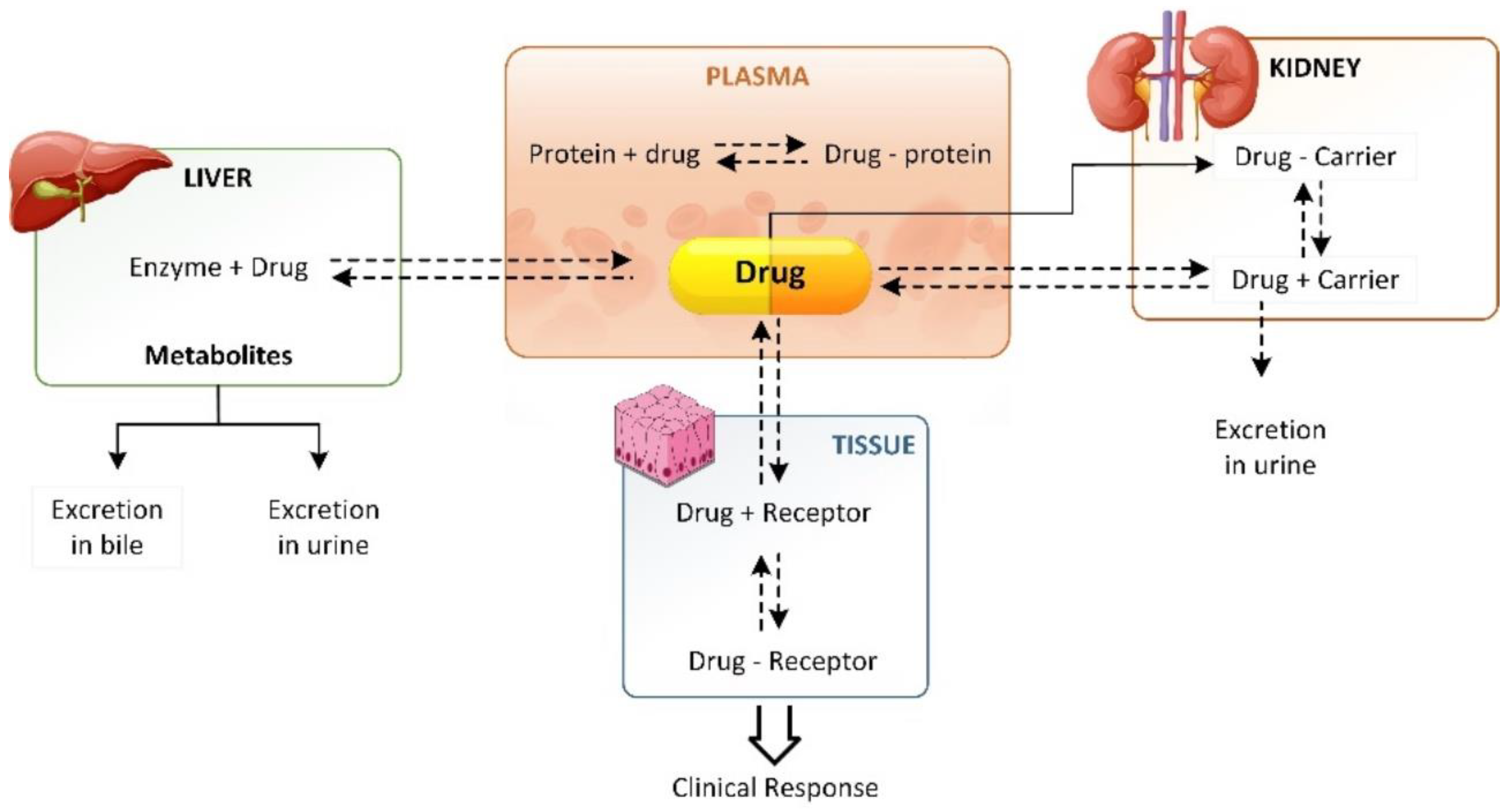 Ijms 24 01815 g004 Ijms 24 01815 g004