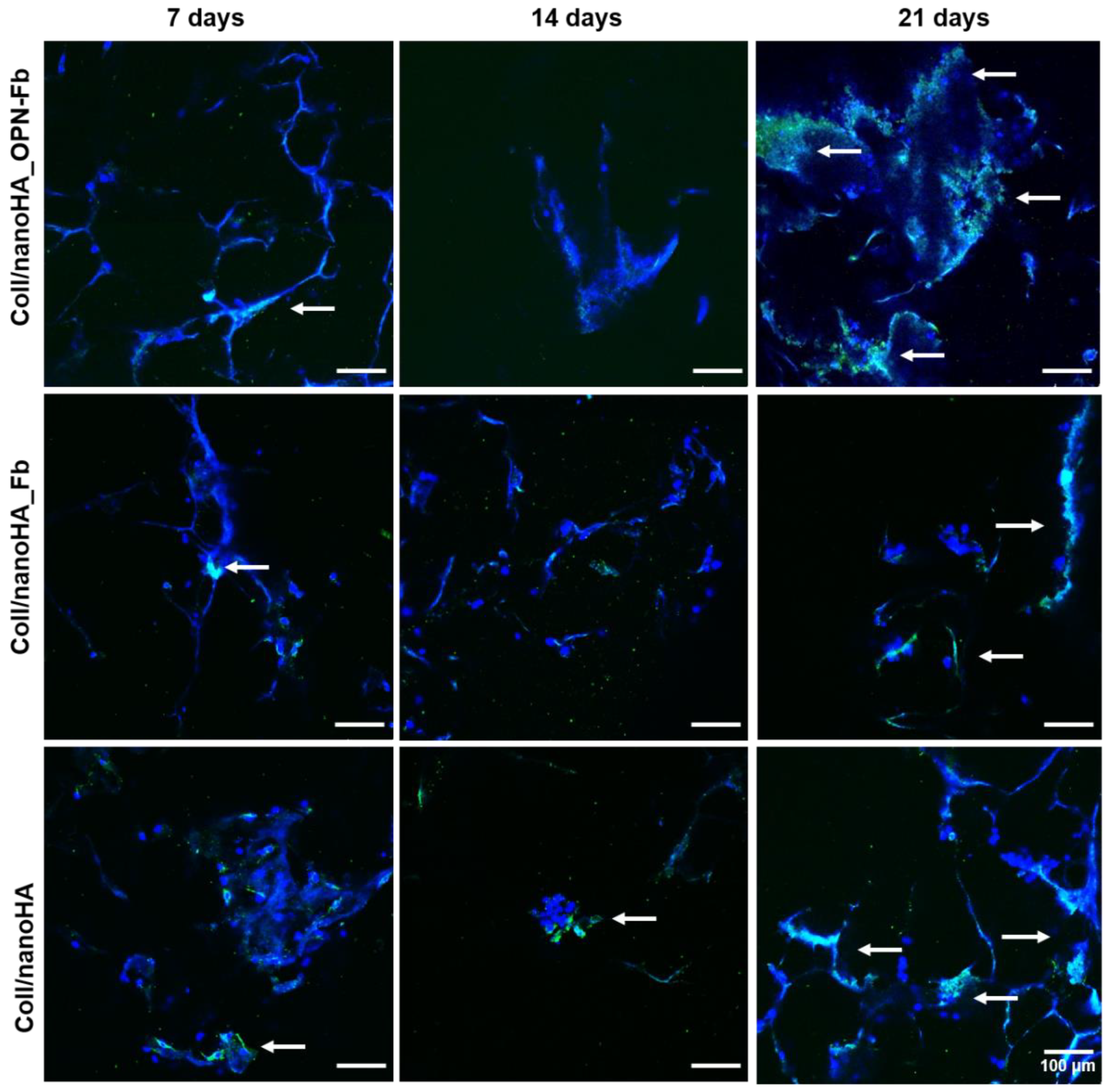 Ijms 24 01827 g006 Ijms 24 01827 g006