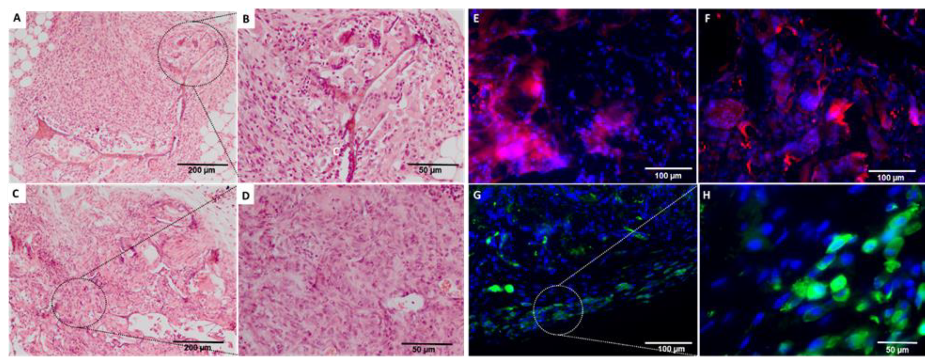 Ijms 24 01827 g010 Ijms 24 01827 g010