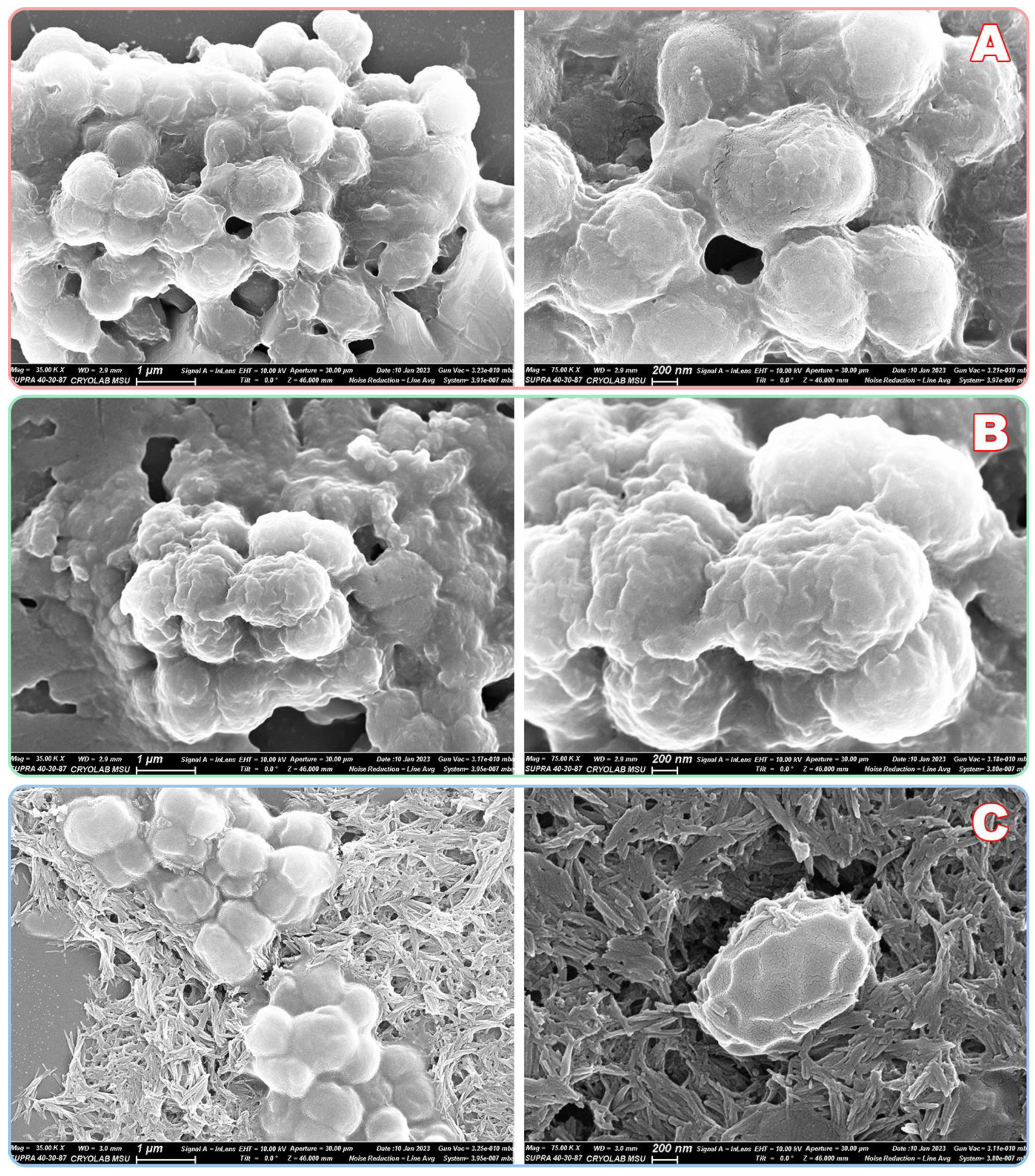 Ijms 24 01831 g008 Ijms 24 01831 g008