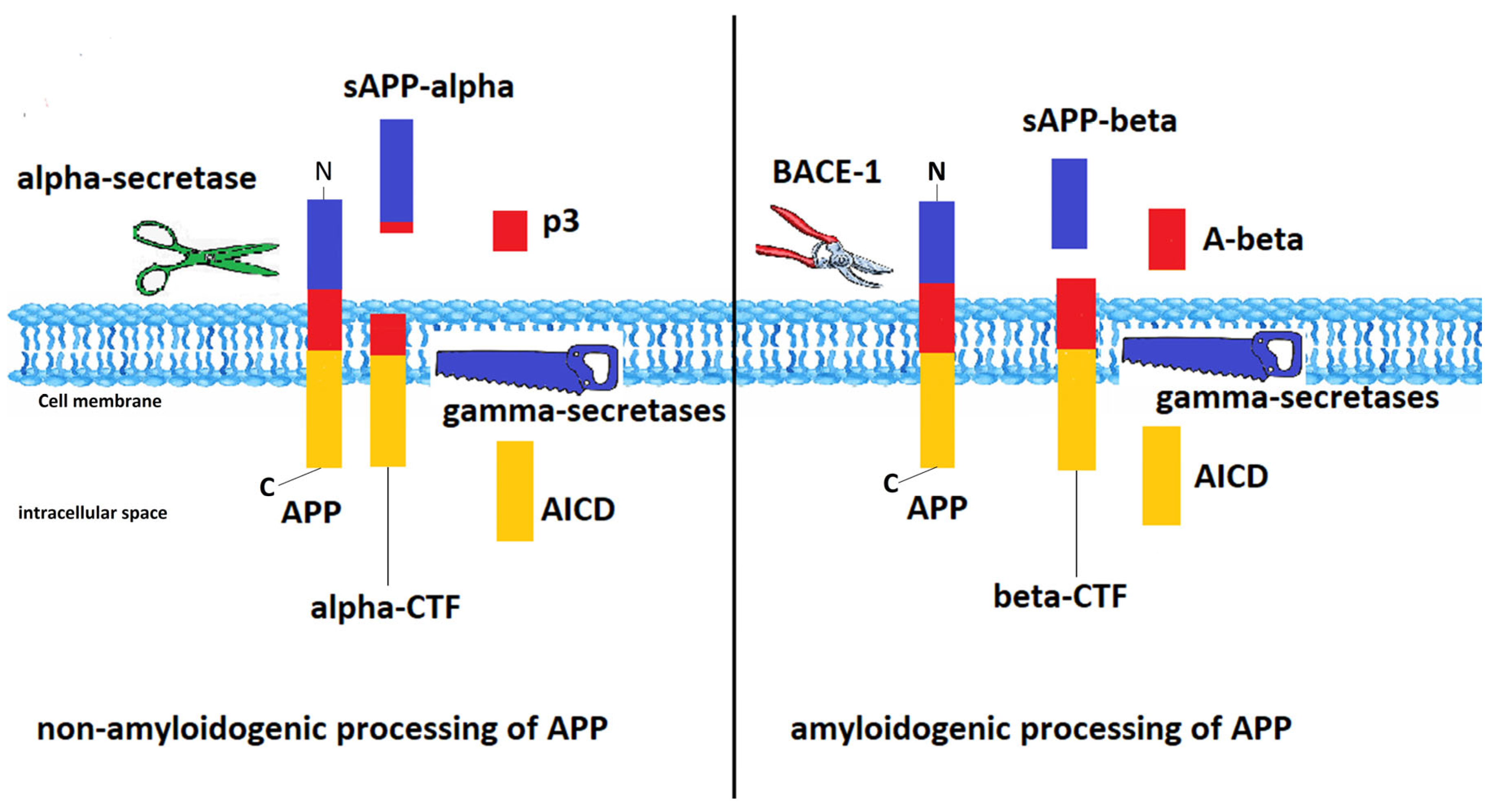 Ijms 24 01869 g001 Ijms 24 01869 g001