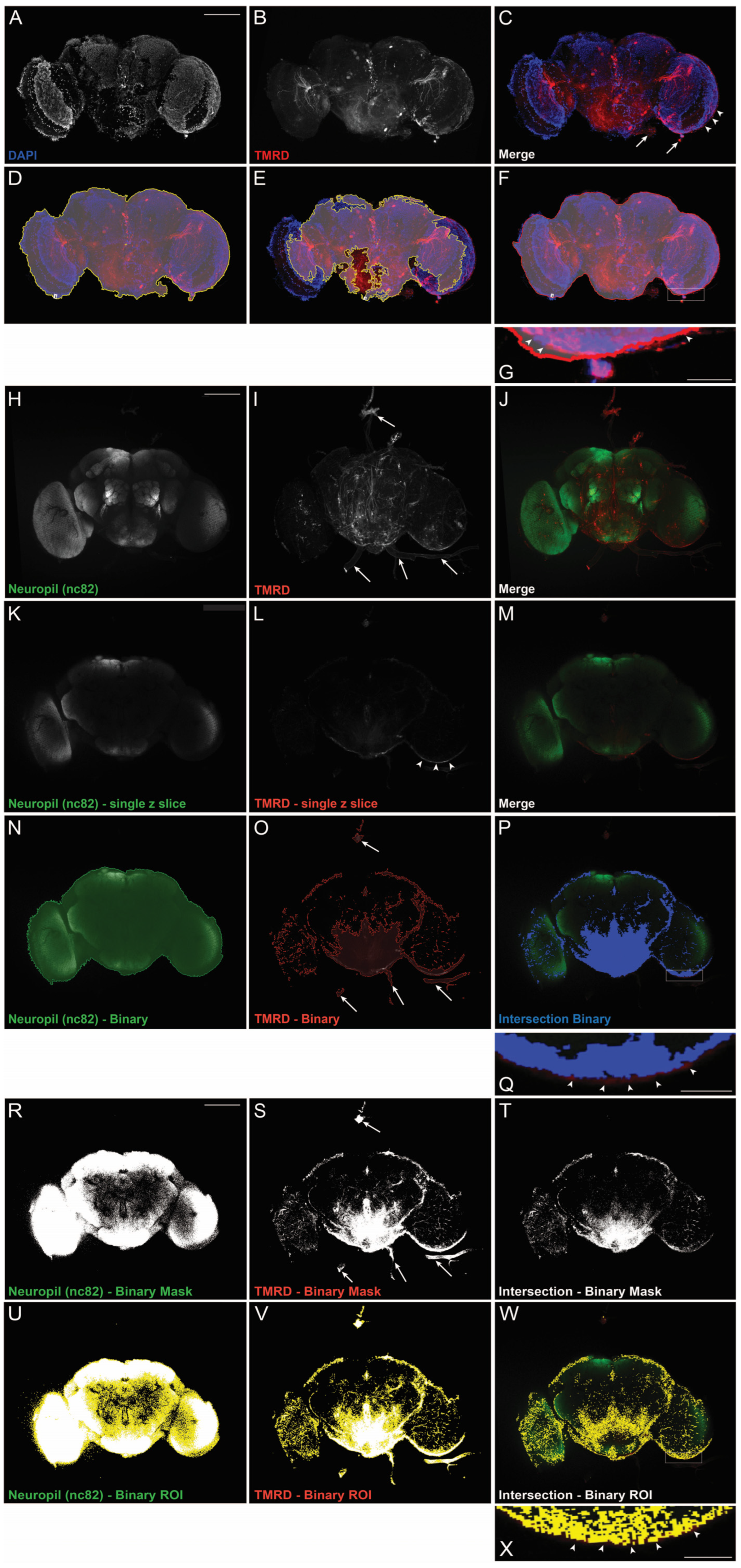Ijms 24 01886 g001 Ijms 24 01886 g001