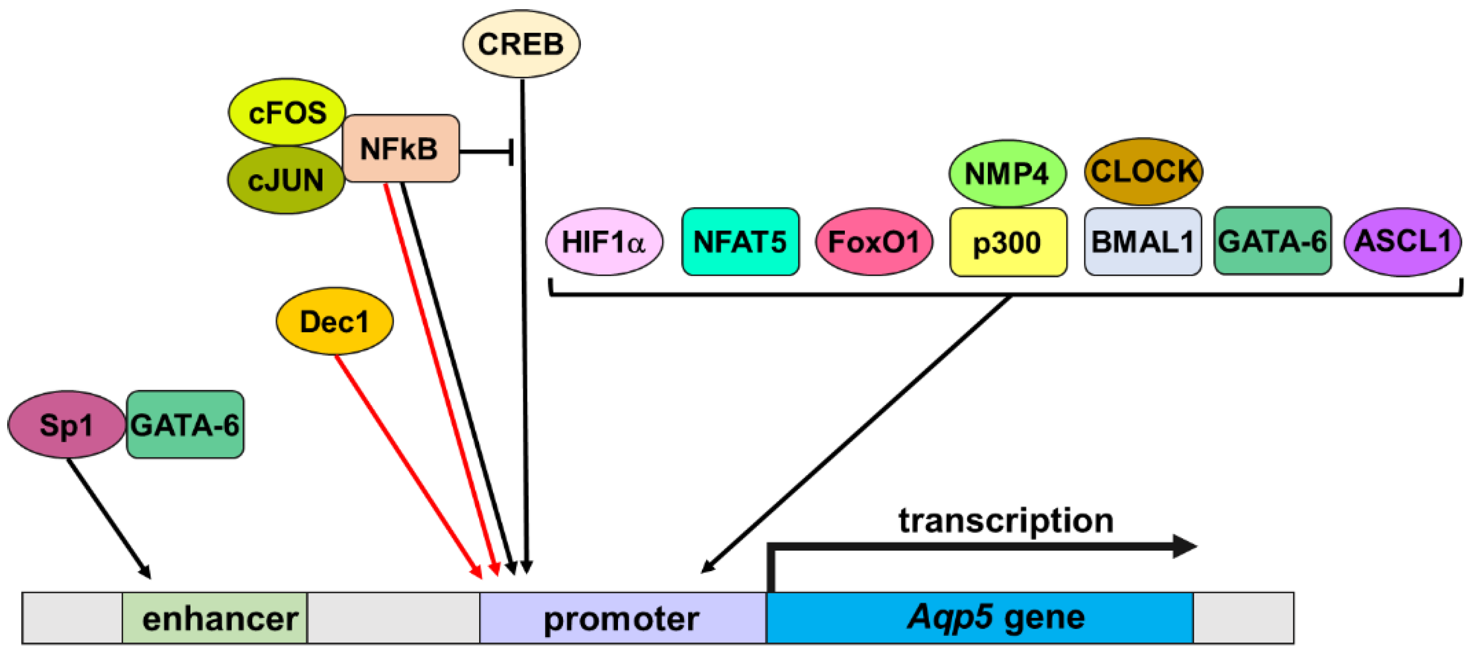 Ijms Free Full Text Aquaporin 5 Dynamic Regulation 