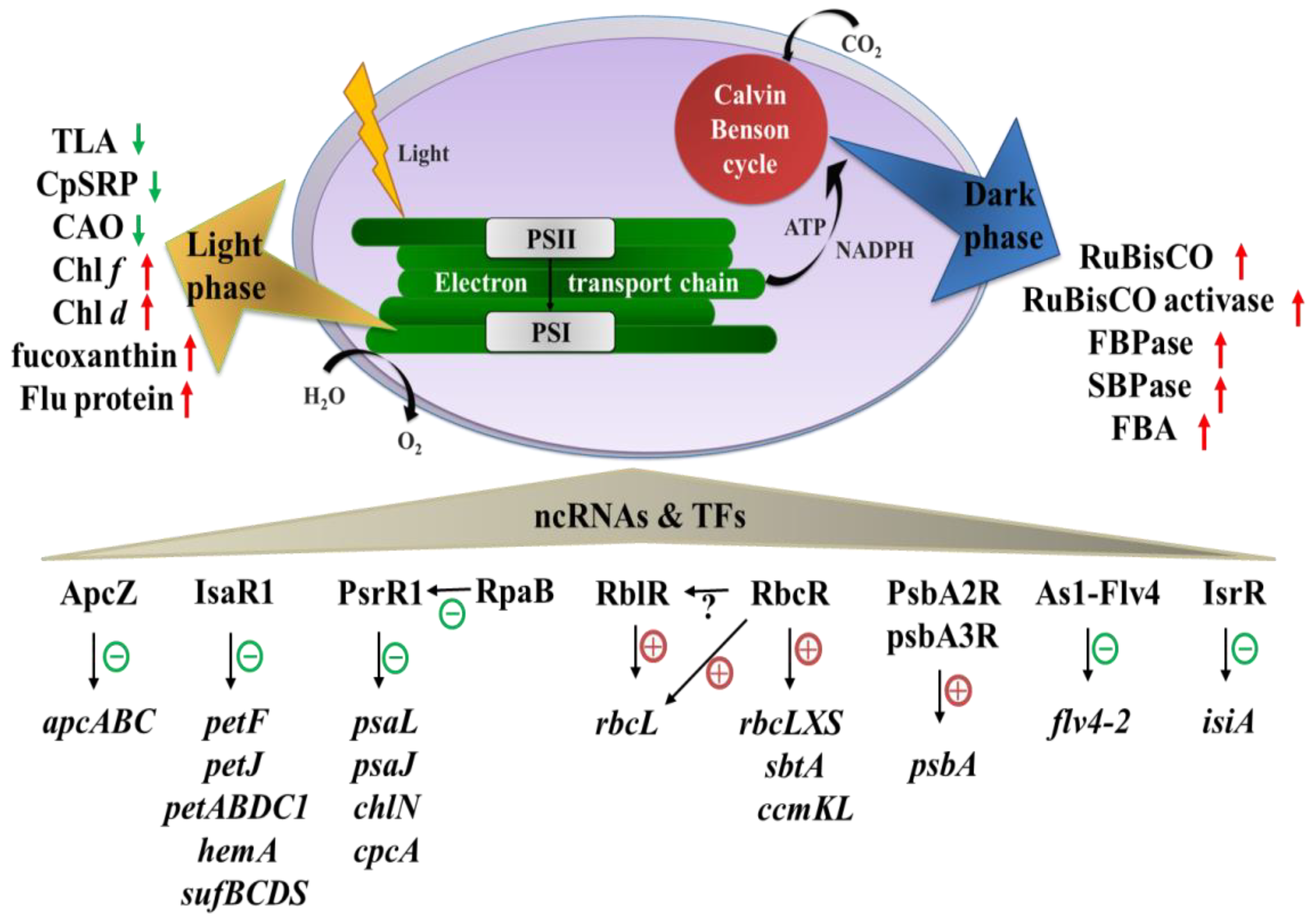 Ijms 24 01898 g001 Ijms 24 01898 g001