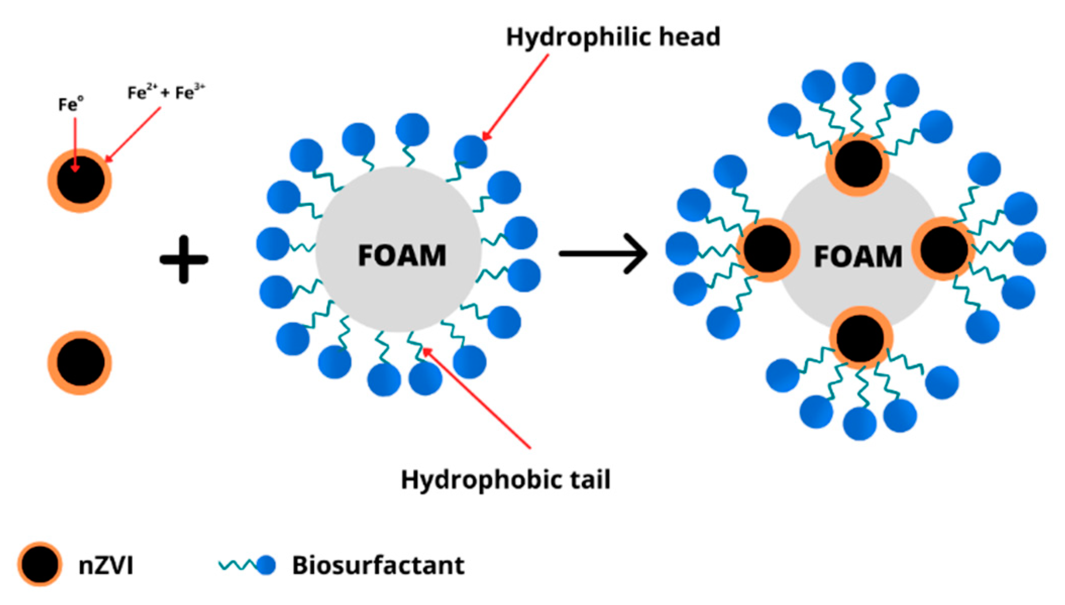 Ijms 24 01916 g005 Ijms 24 01916 g005